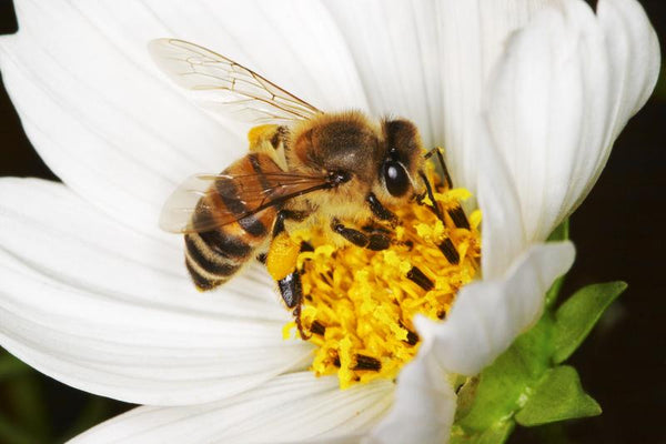 How You Can Attract Honey Bees to Your Garden