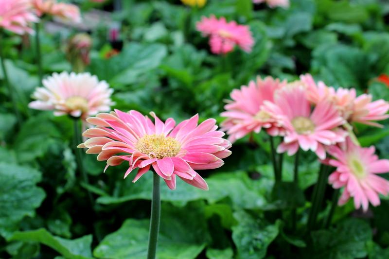 How to Keep a Healthy Ecosystem in Your Backyard