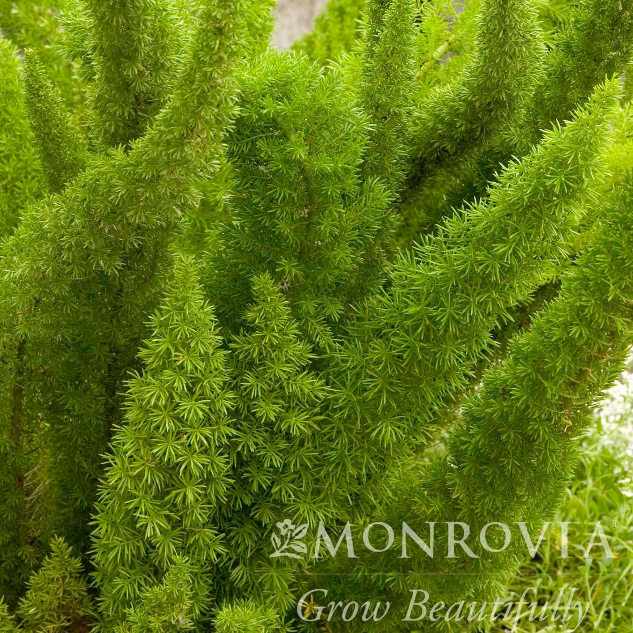Evergreen Shrubs