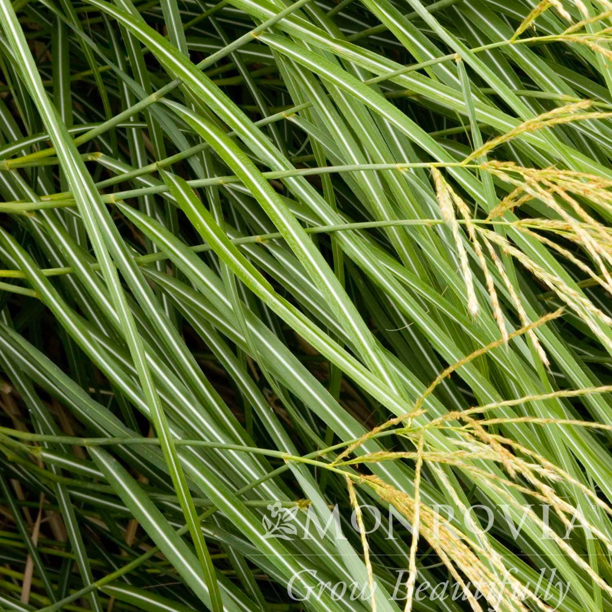 Ornamental Grasses