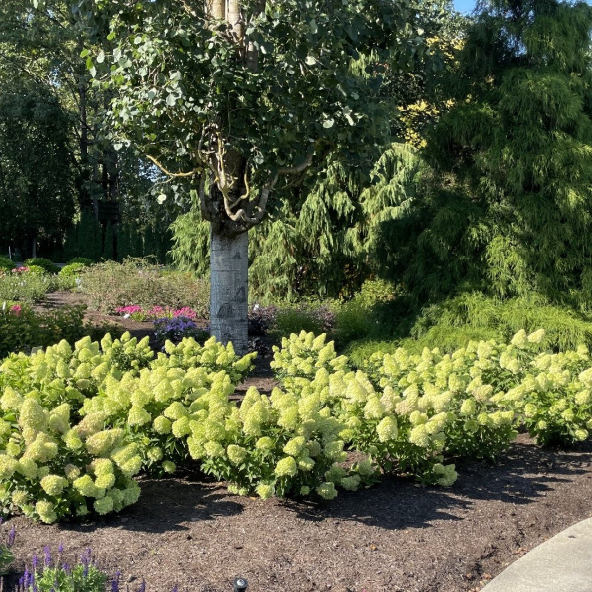 Hydrangeas
