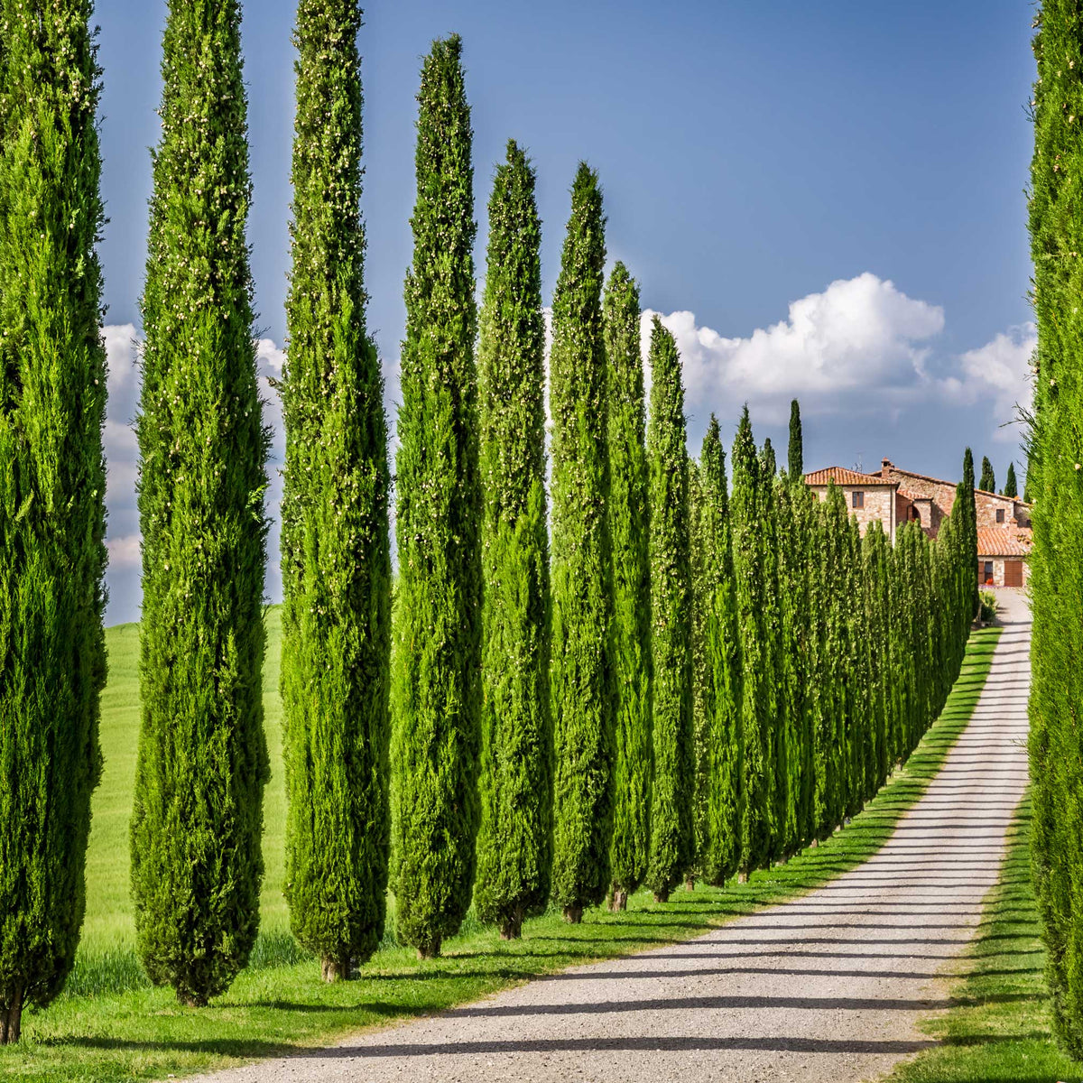 Cypress Trees