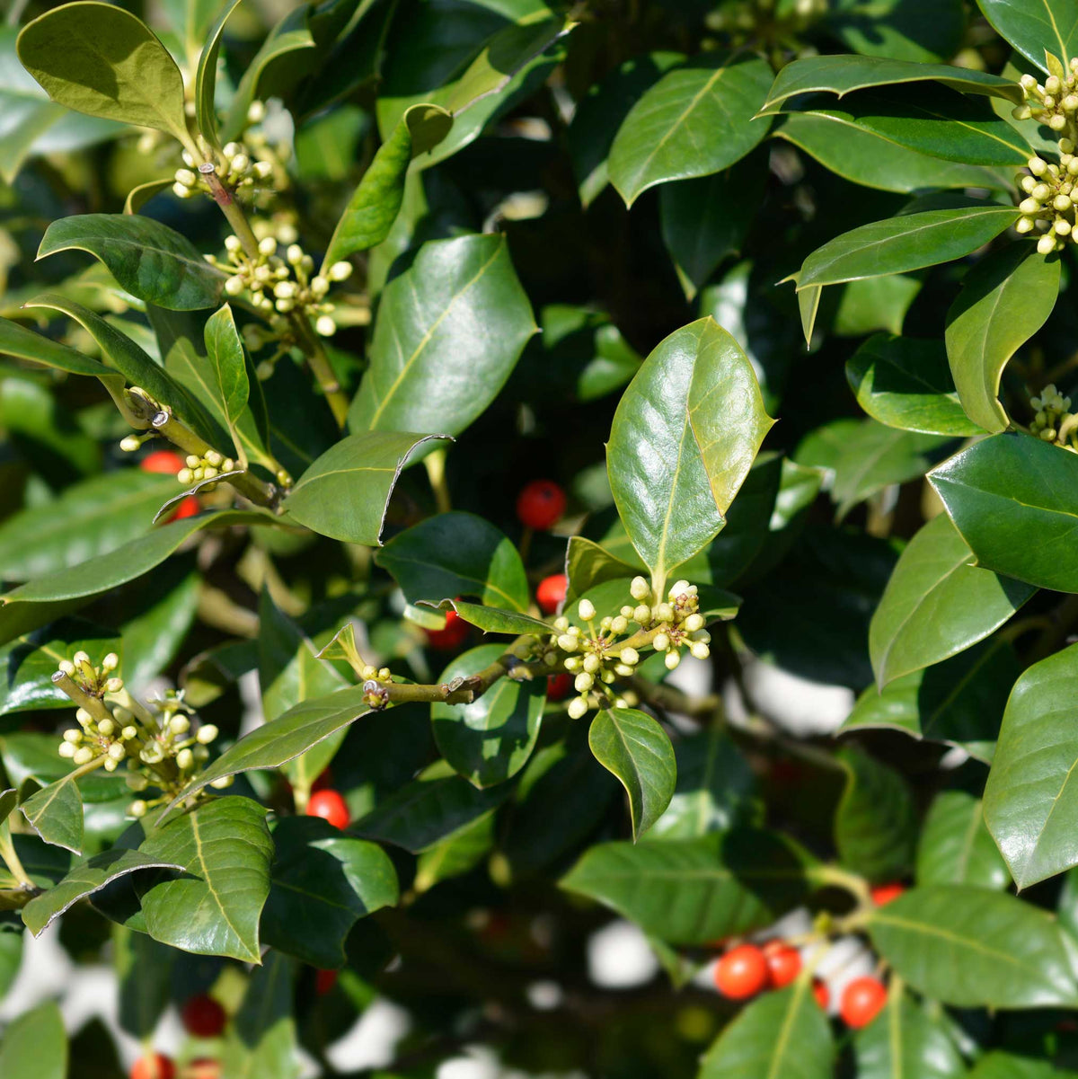 Holy - Henderson Garden Supply