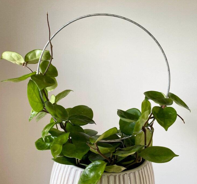 Potted Plant Support