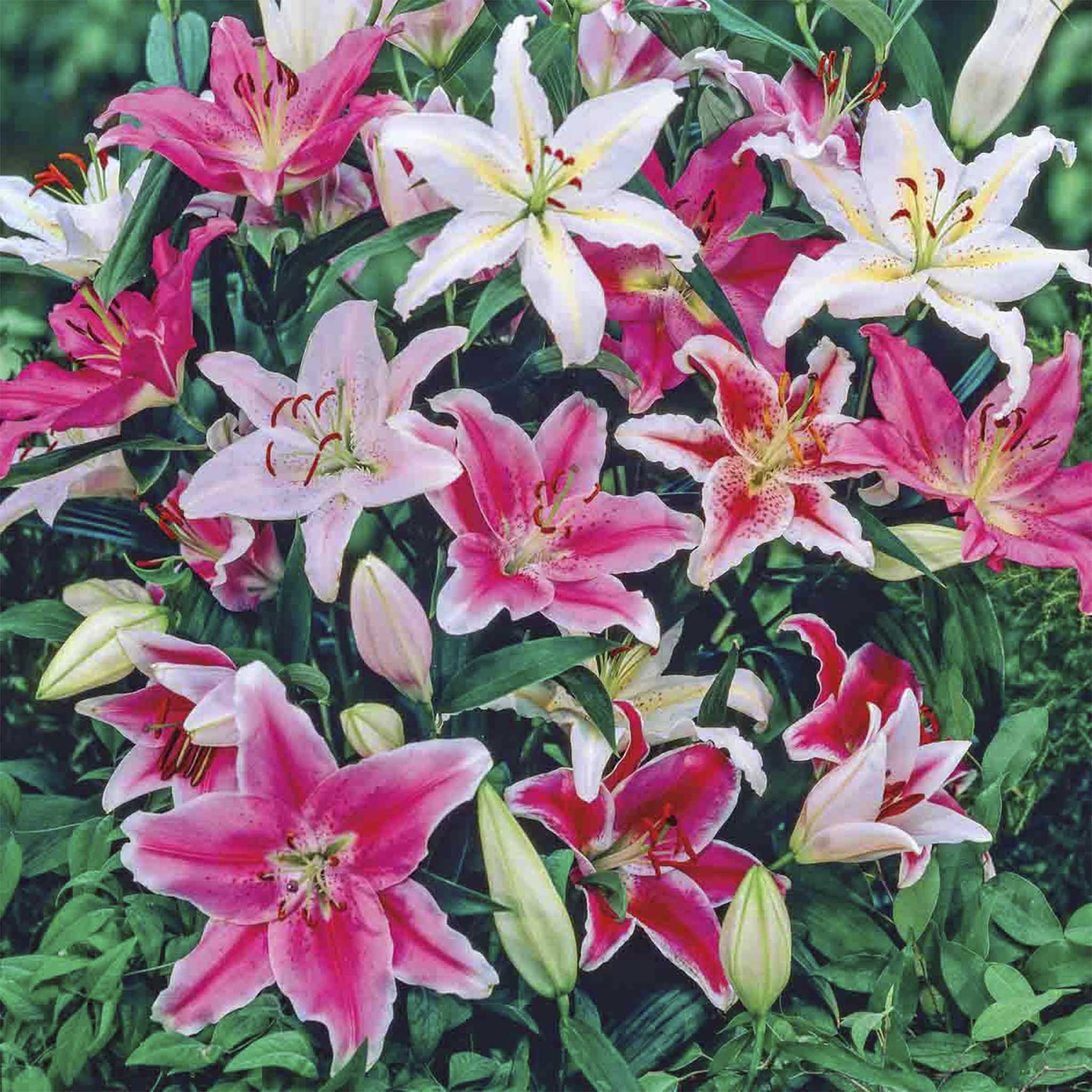 Bouquet of pink and white lilies with green leaves. Henderson Garden Supply