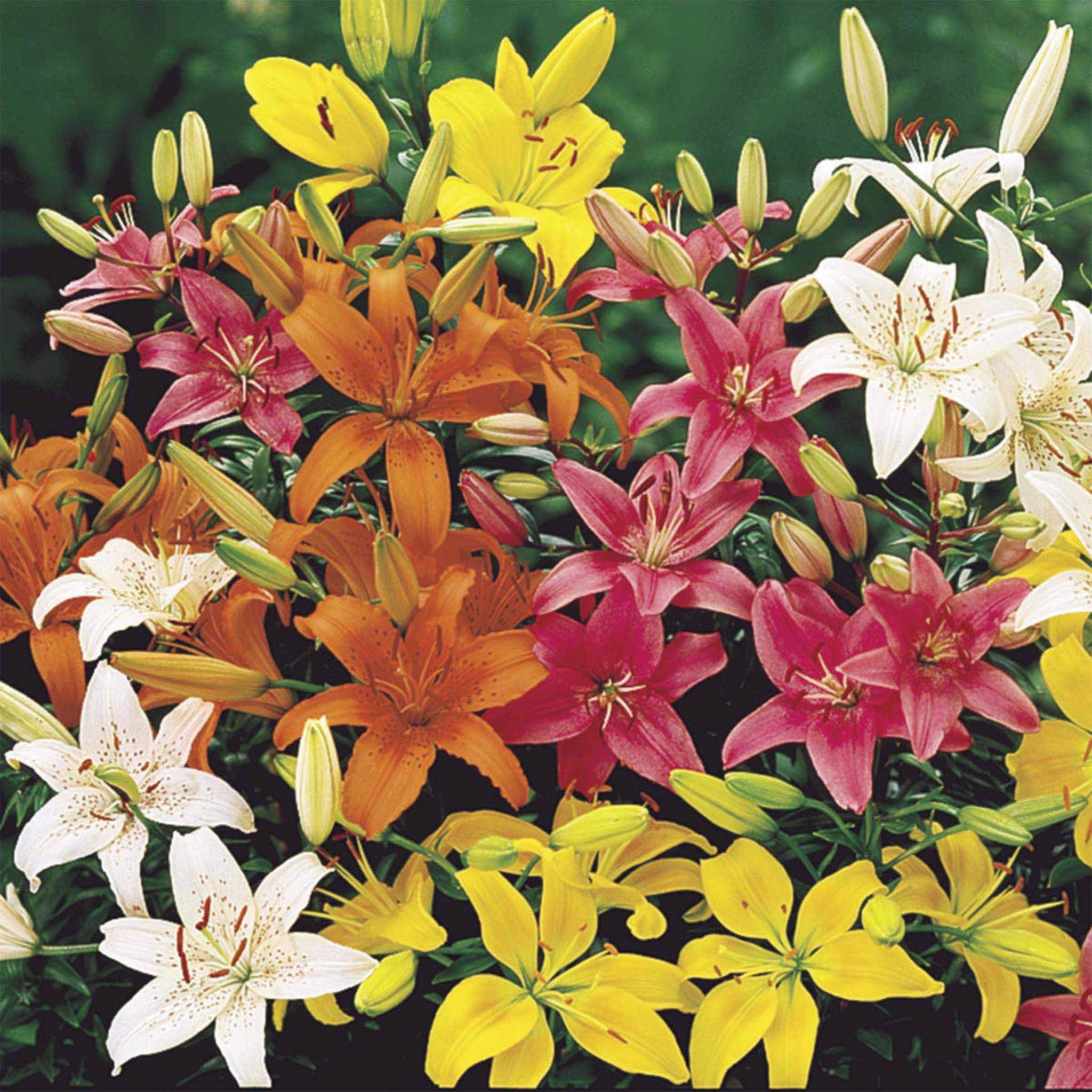 Colorful bouquet of lilies including yellow, pink, orange, and white flowers. Henderson Garden Supply
