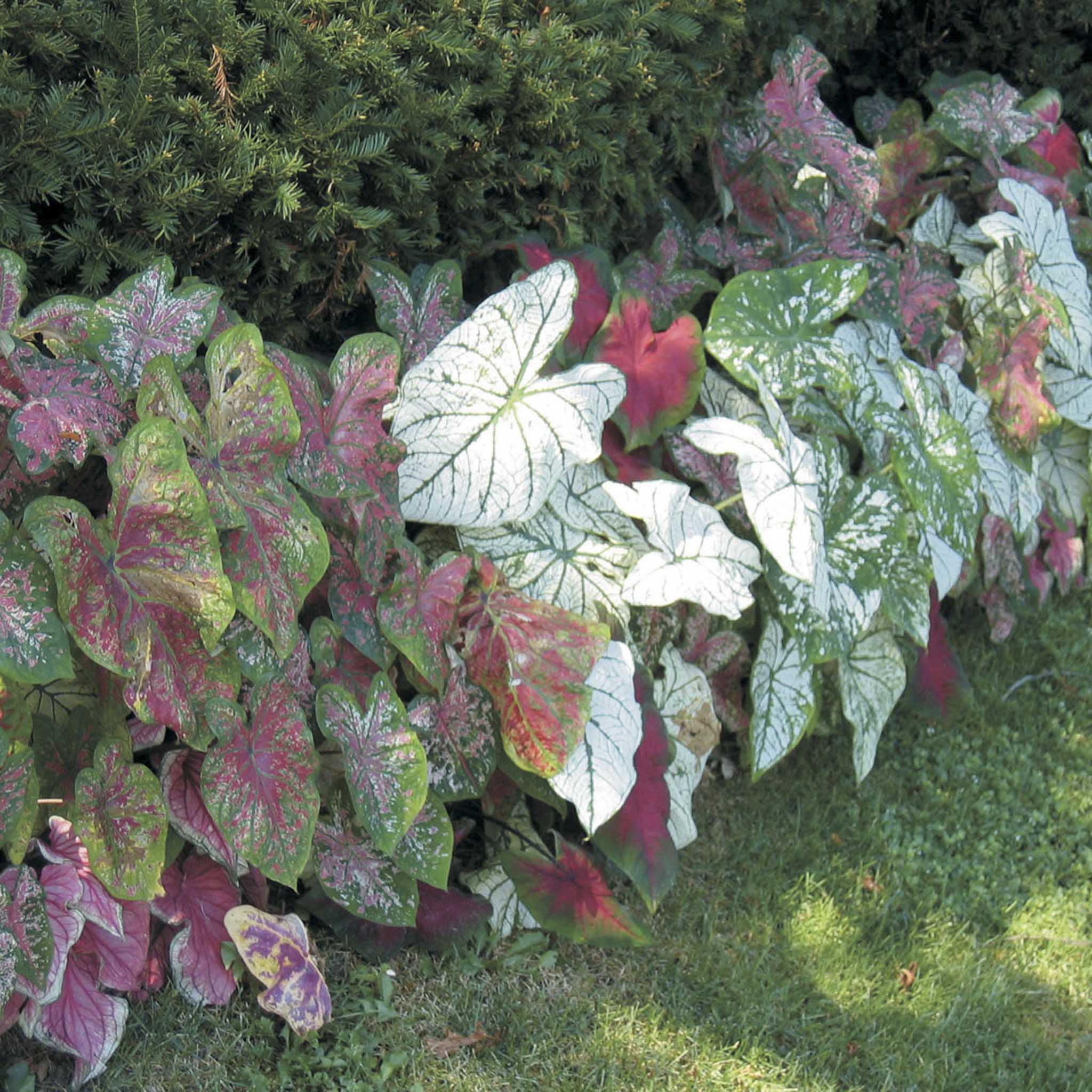 Colorful foliage plants with green, red, and white leaves on a grassy background. Henderson Garden Supply