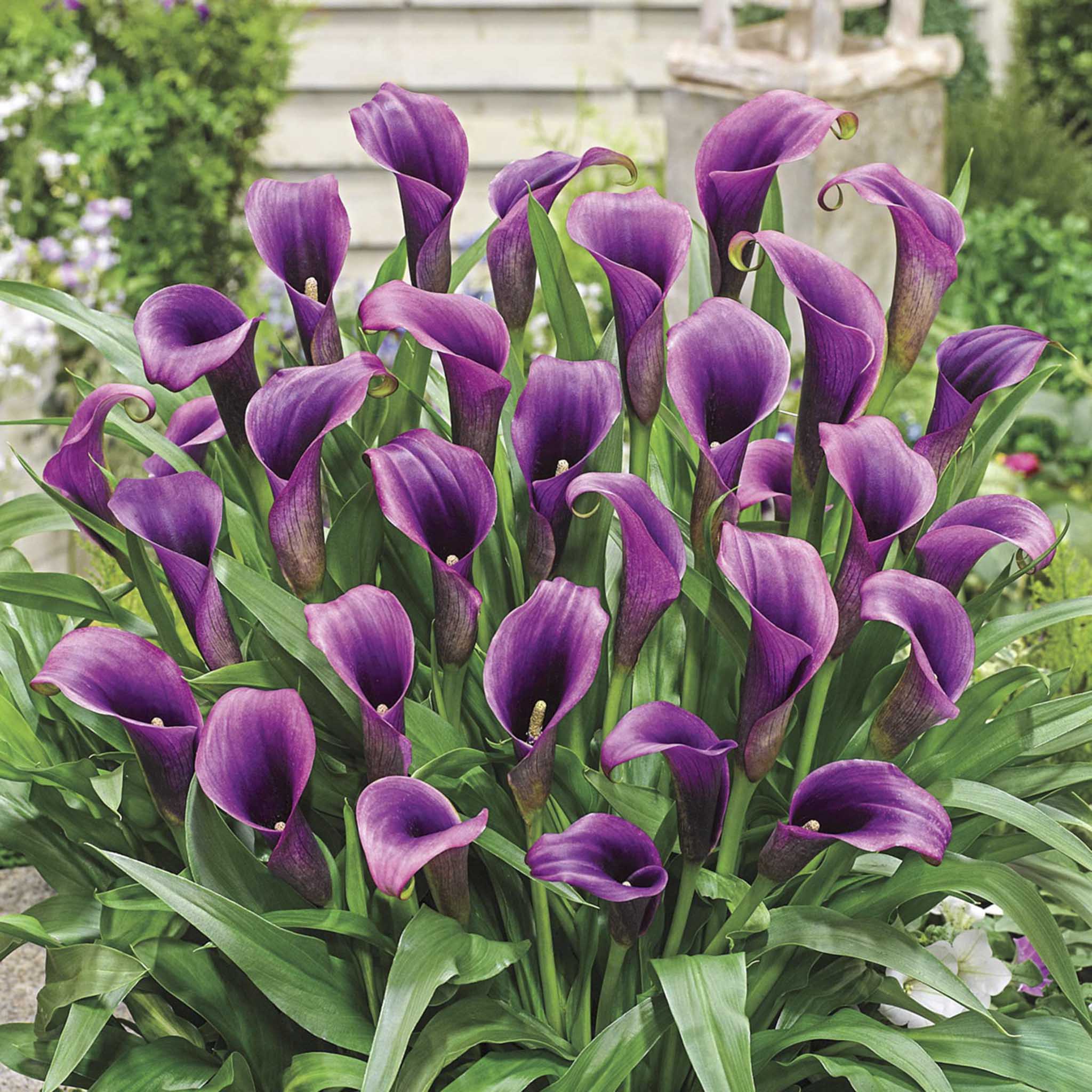 Bouquet of purple calla lilies with green leaves in a garden setting. Henderson Garden Supply