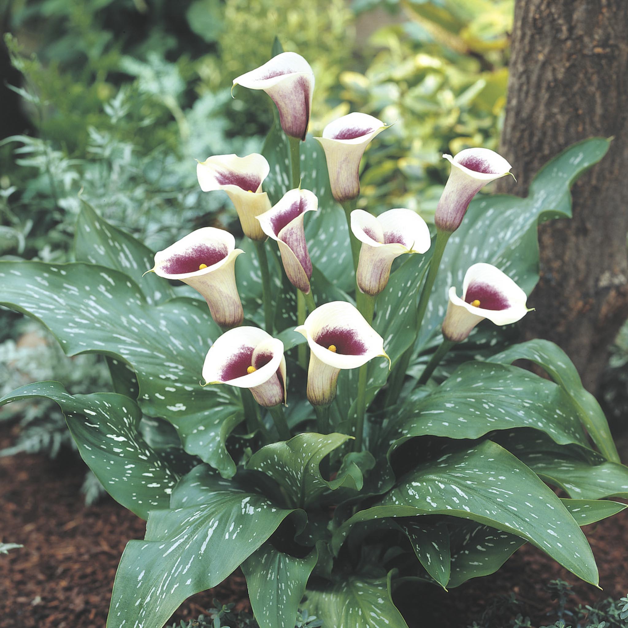 Calla lilies with green leaves in a garden setting. Henderson Garden Supply