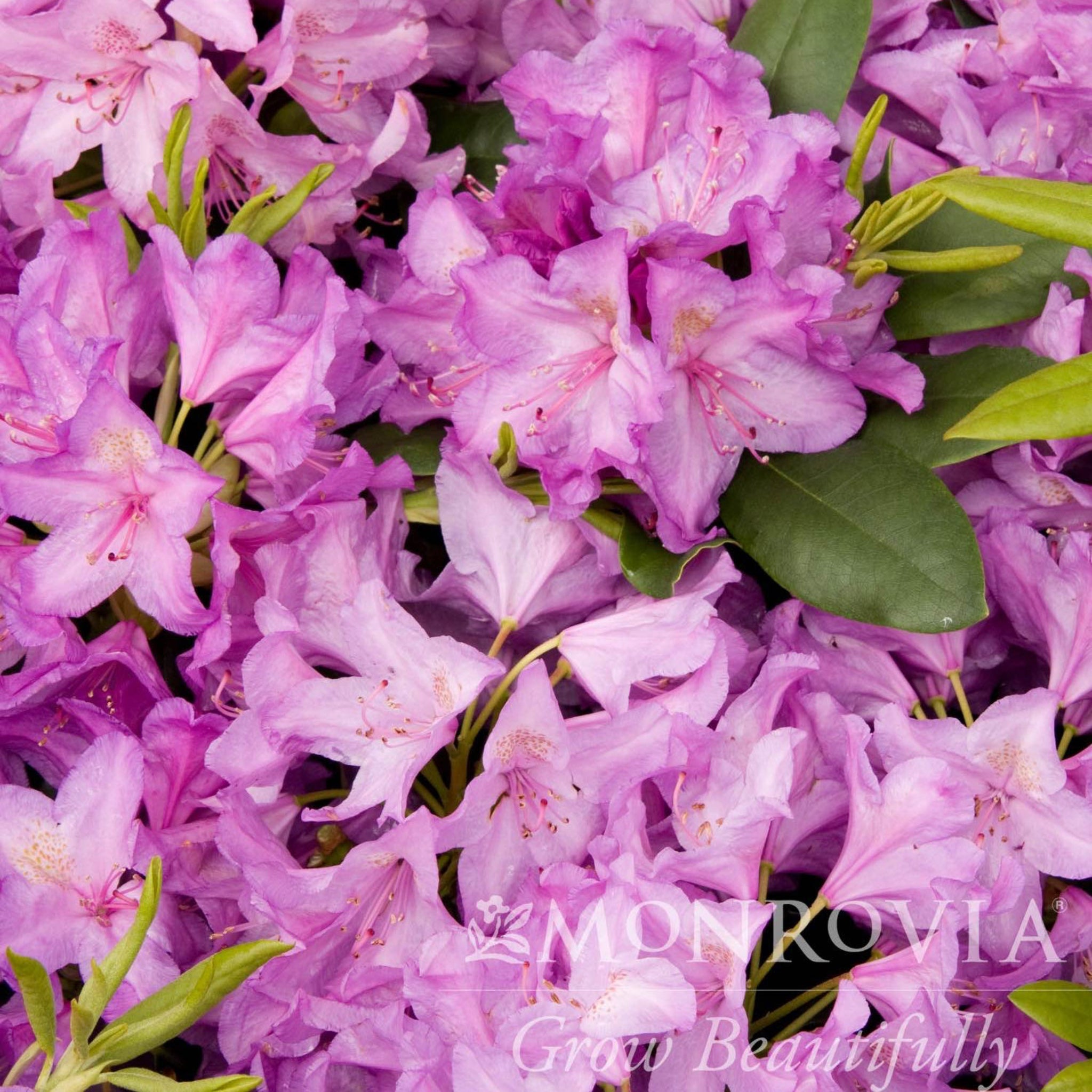 Close-up of pink azalea flowers with green leaves, featuring the Monrovia logo. Henderson Garden Supply