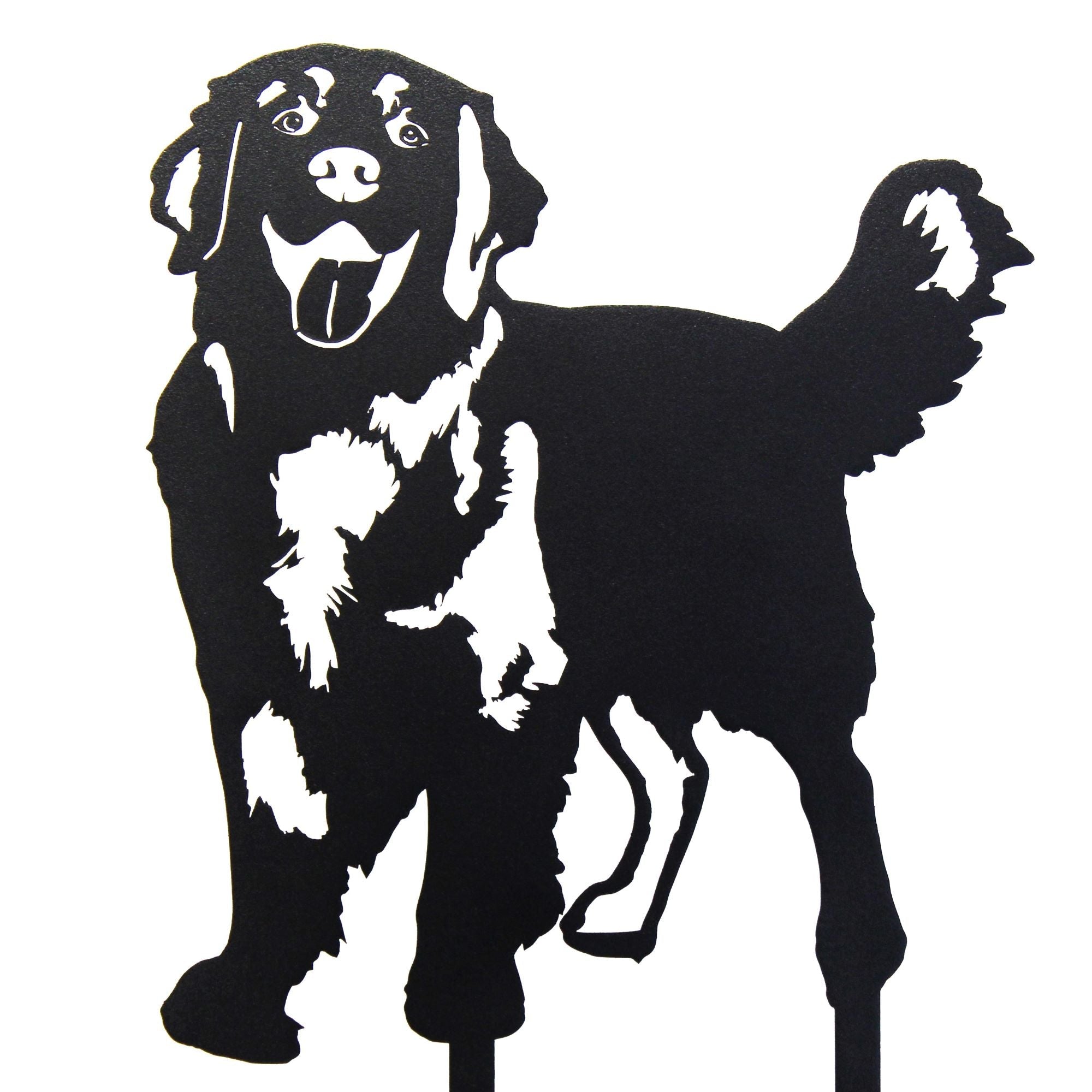 Golden Retriever - Standing