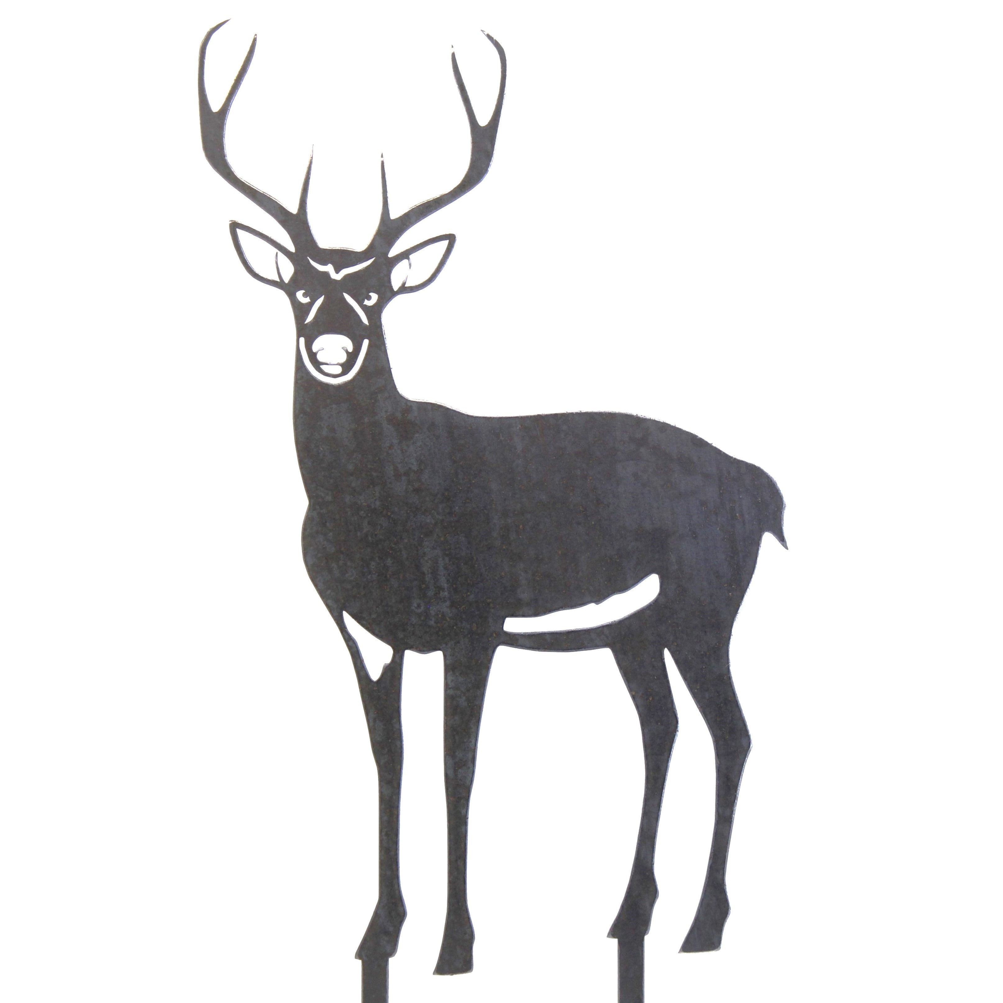 Deer - Buck