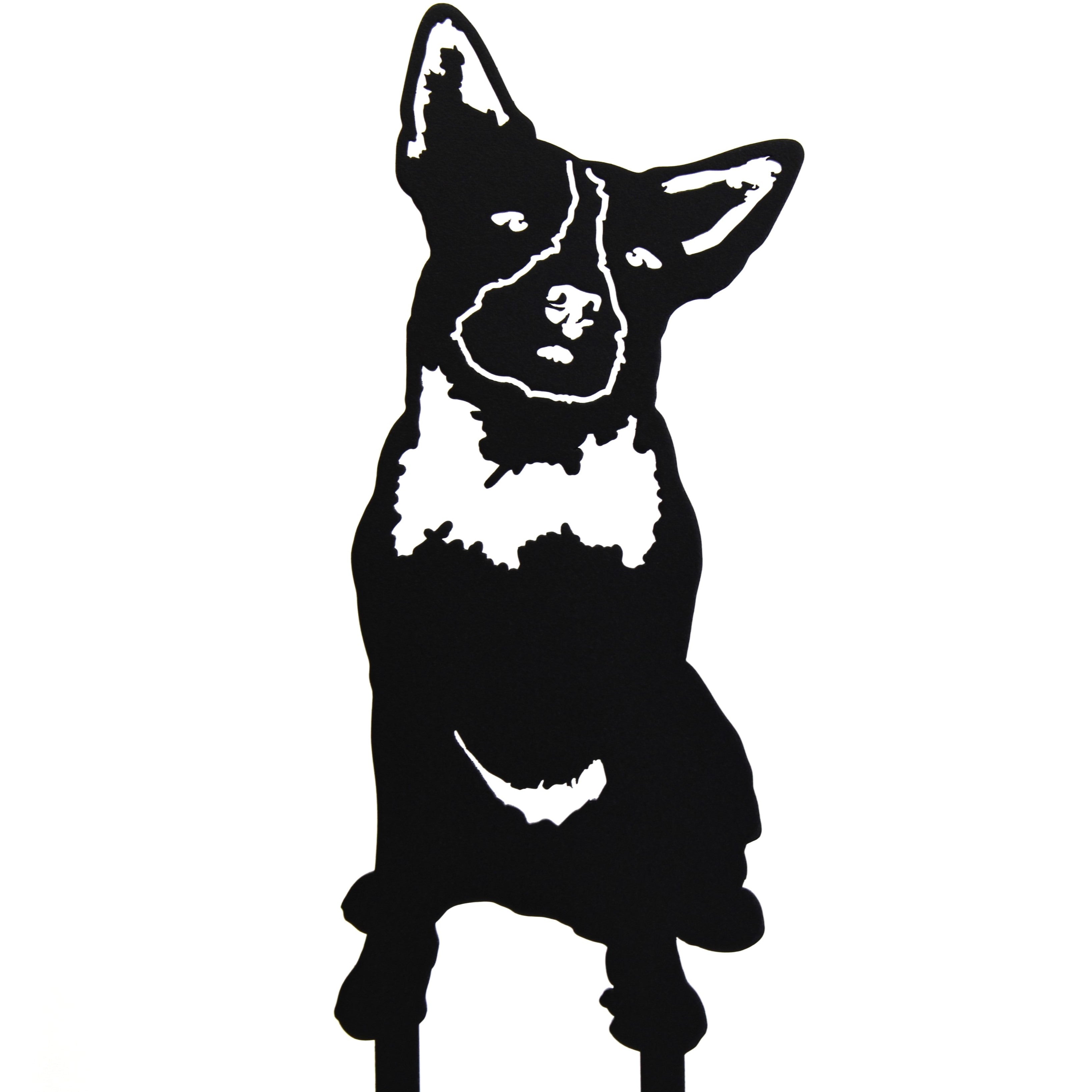 Australian Cattle Dog
