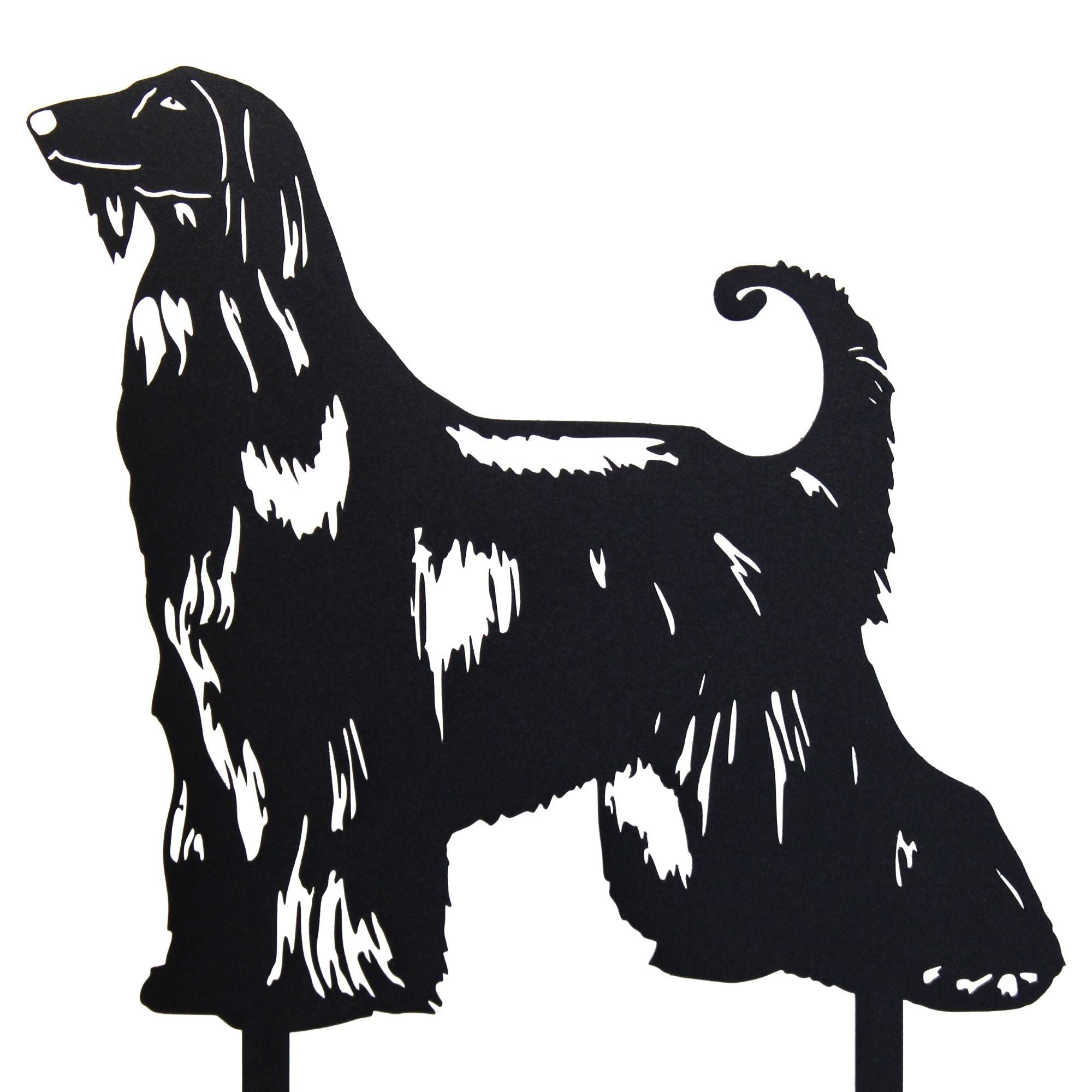 Afghan Hound