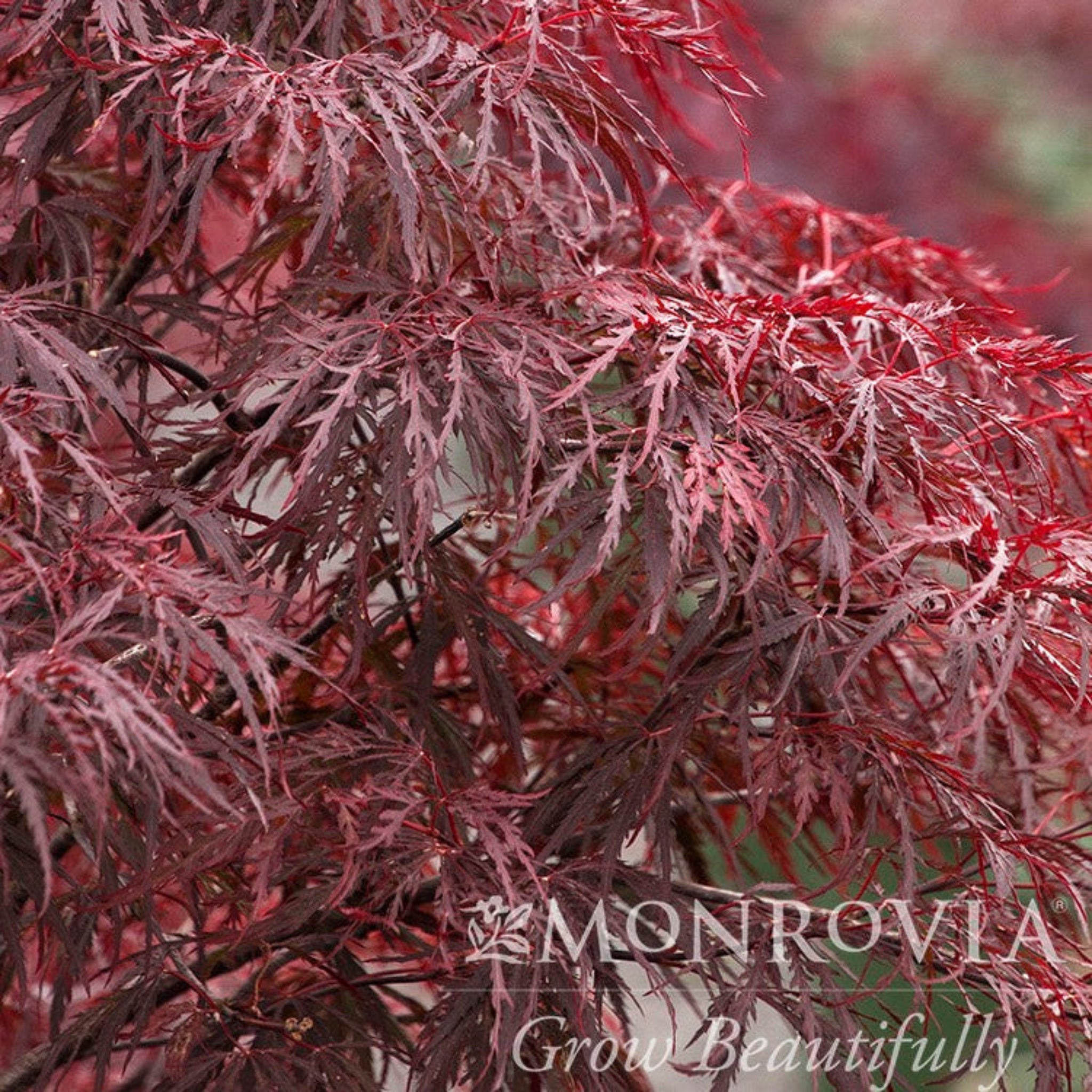 Close-up of red and purple Japanese maple leaves with Monrovia logo. Henderson Garden Supply