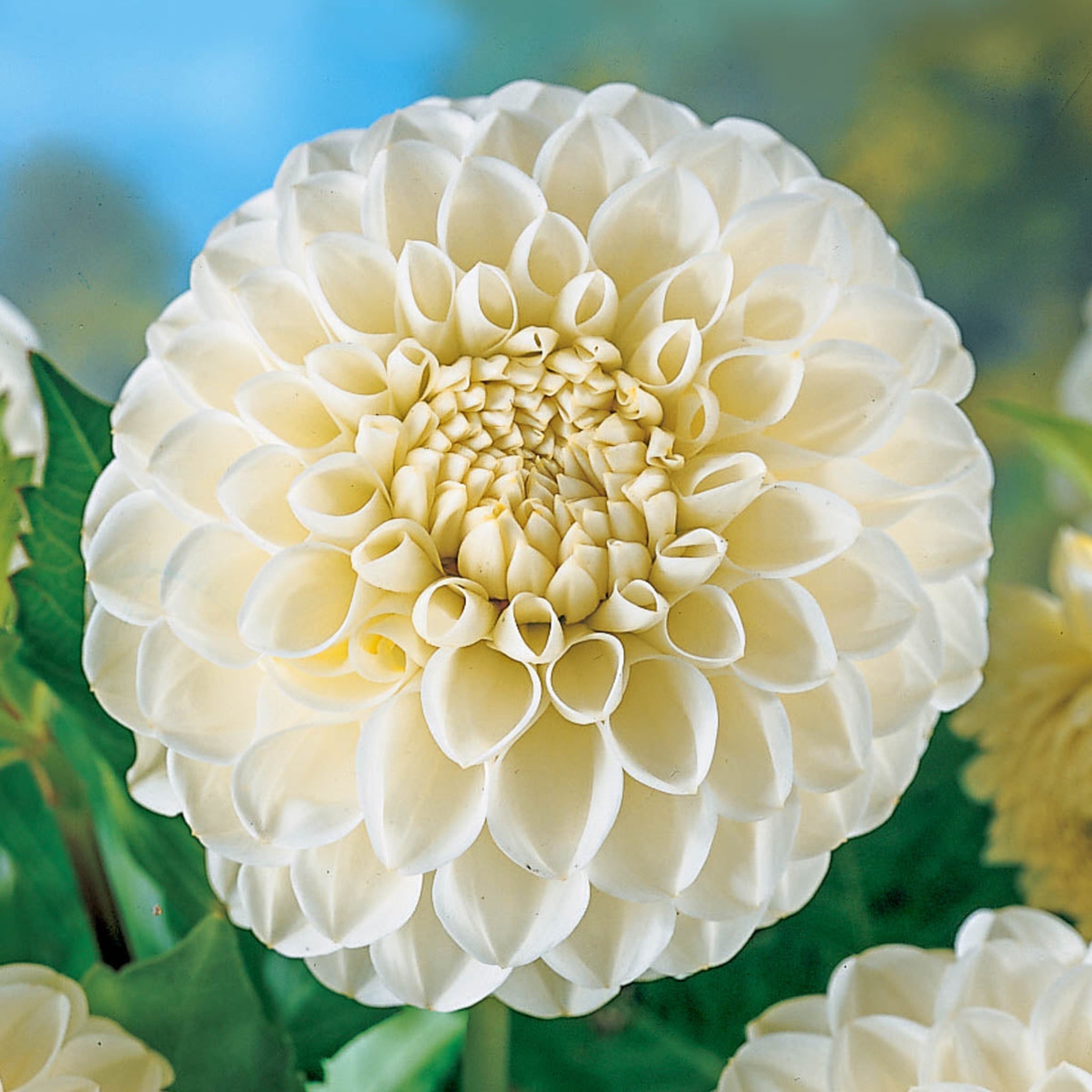 Henderson Garden Supply - Dahlia