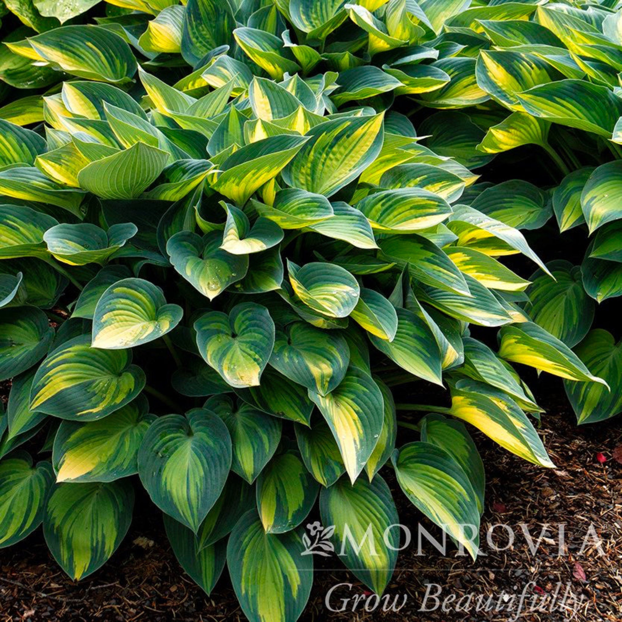 June Hosta – Award-Winning Shade Perennial