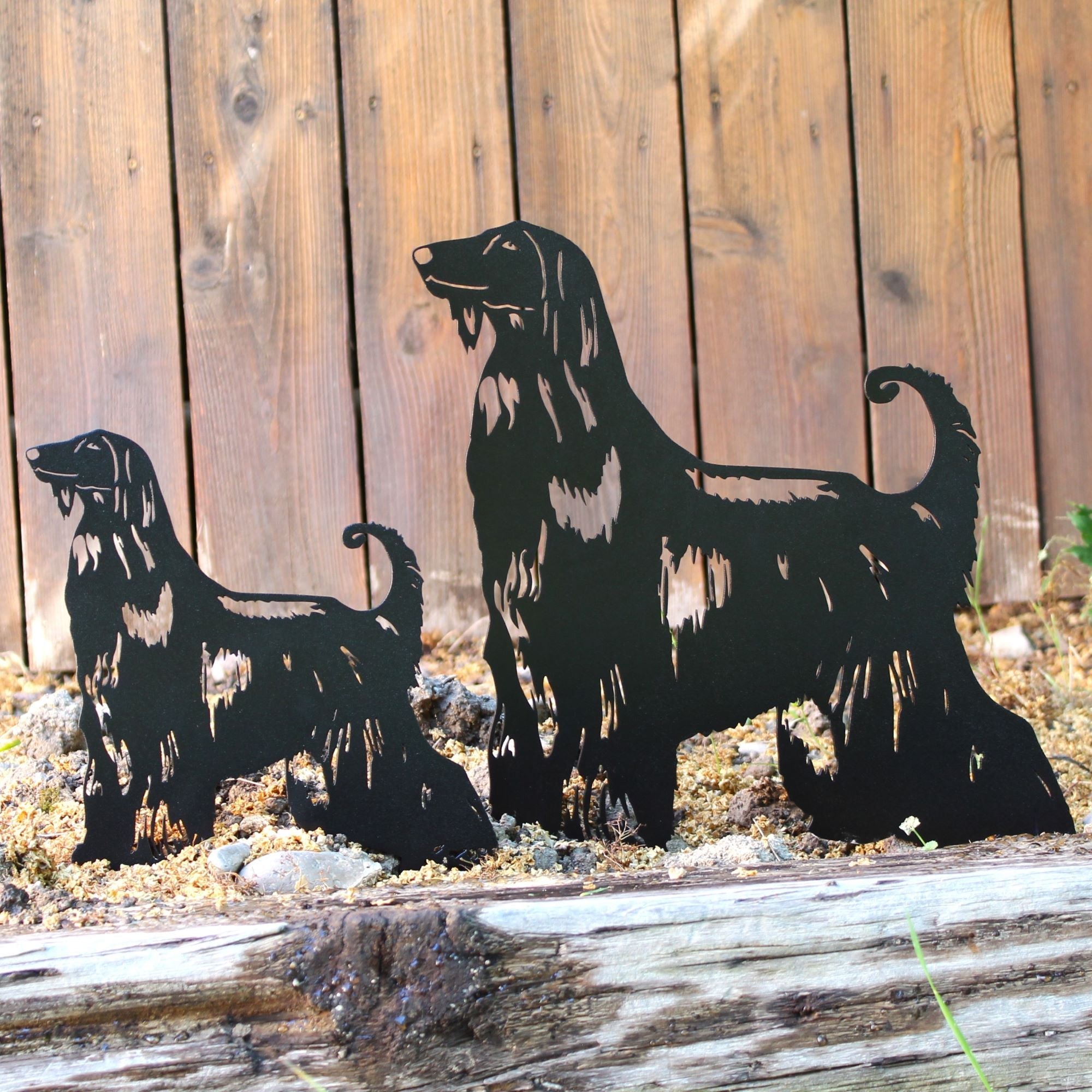 Afghan Hound