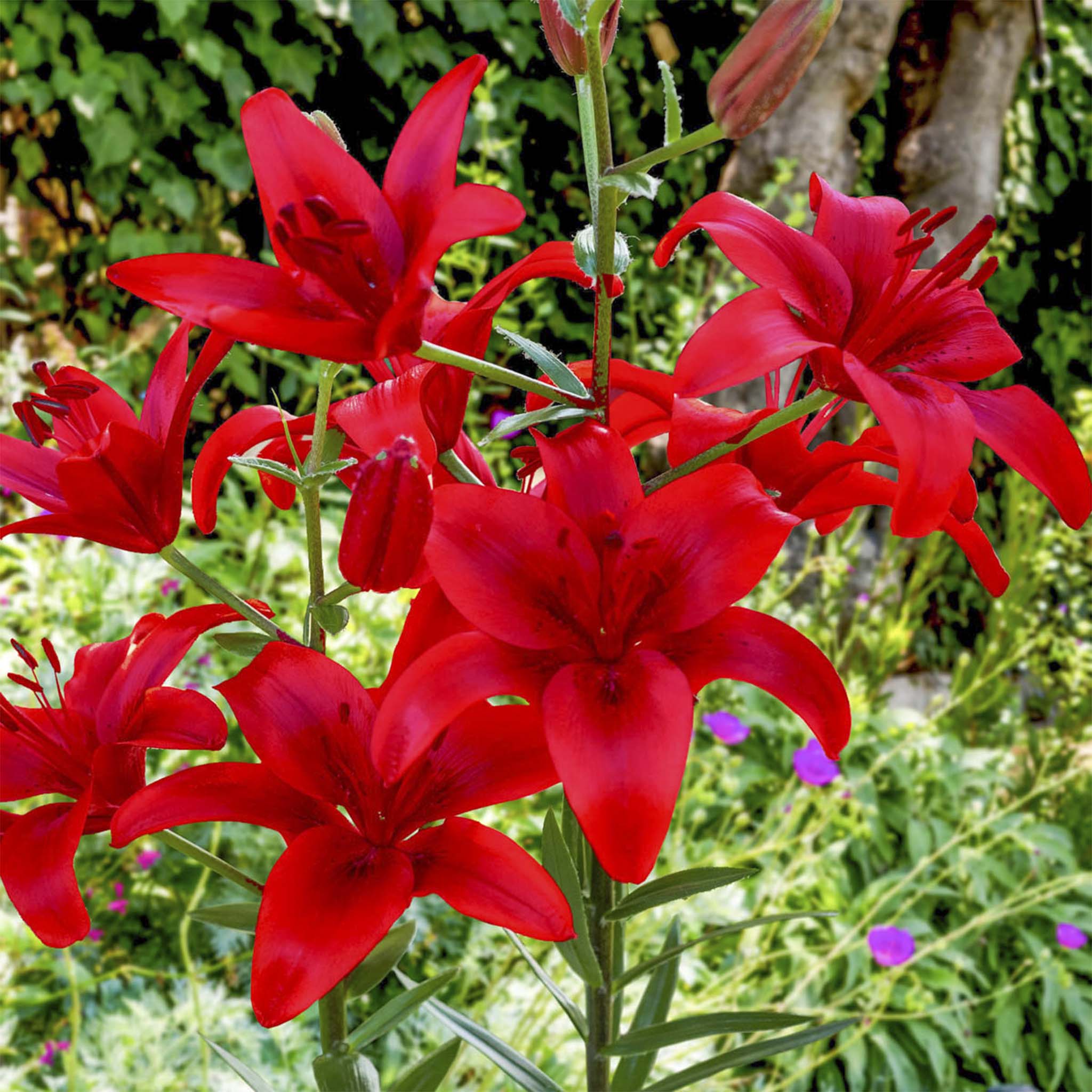 Red lilies in a garden setting with green foliage. Henderson Garden Supply