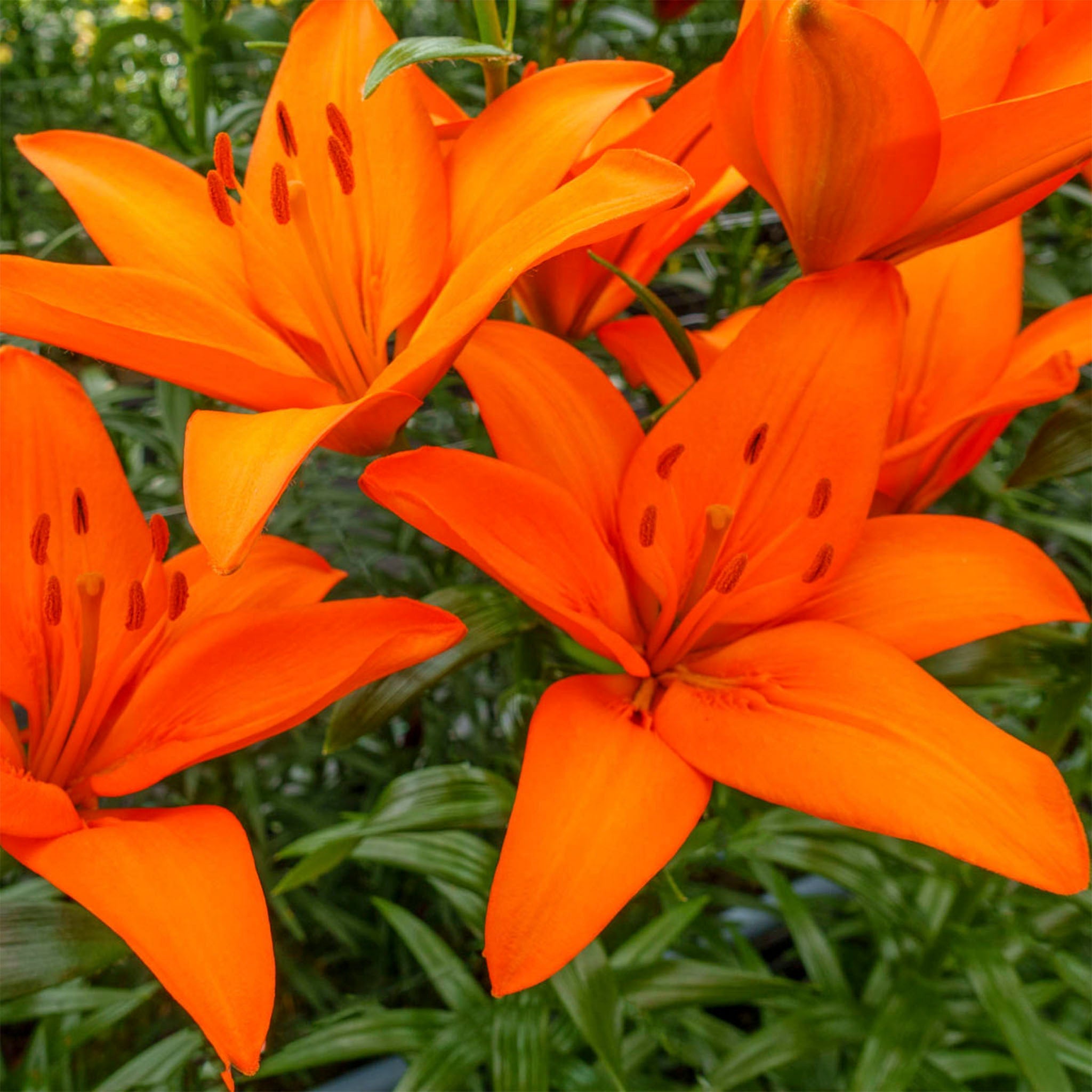 Close-up of bright orange lilies with green leaves in the background. Henderson Garden Supply