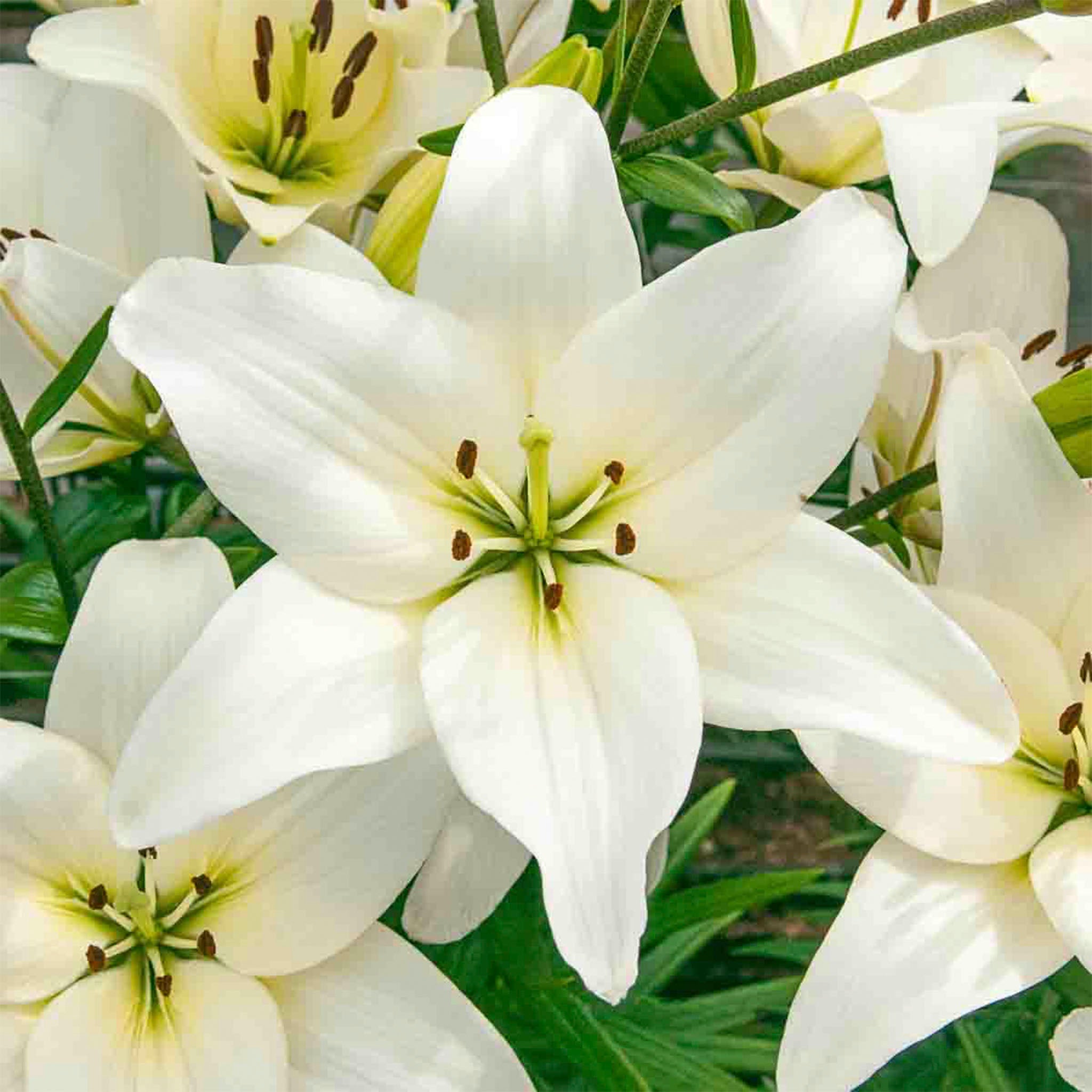 Close-up of white lilies with green centers and leaves. Henderson Garden Supply