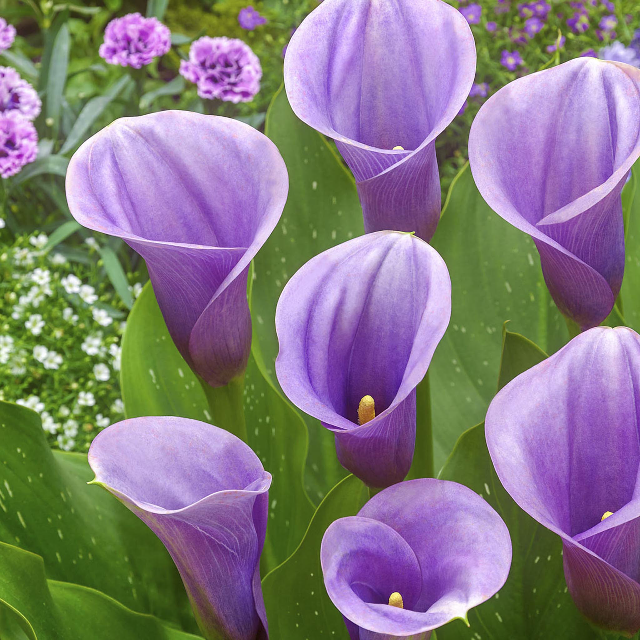 Purple calla lilies with green leaves in a garden setting. Henderson Garden Supply