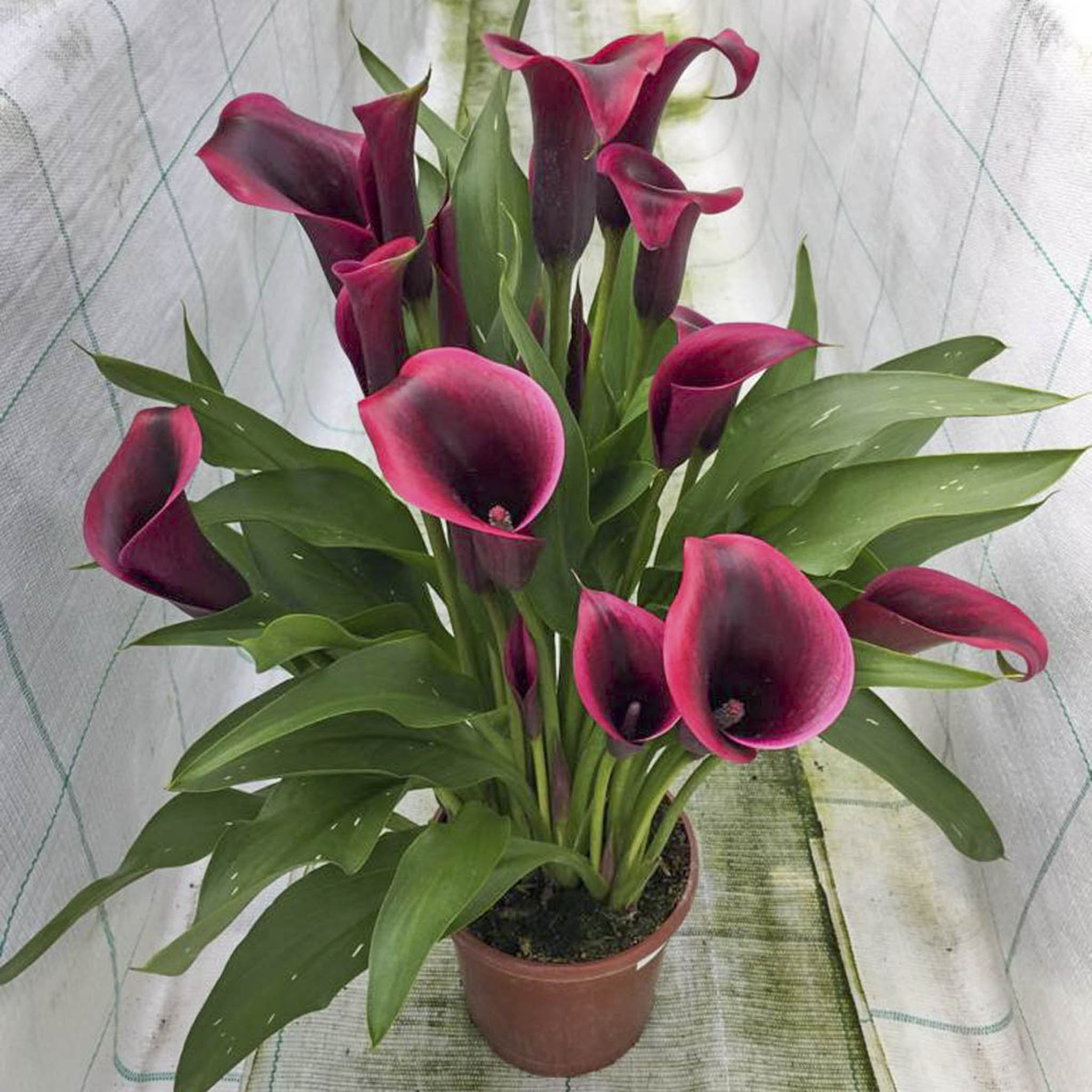 Bouquet of dark pink calla lilies in a pot on a textured surface. Henderson Garden Supply