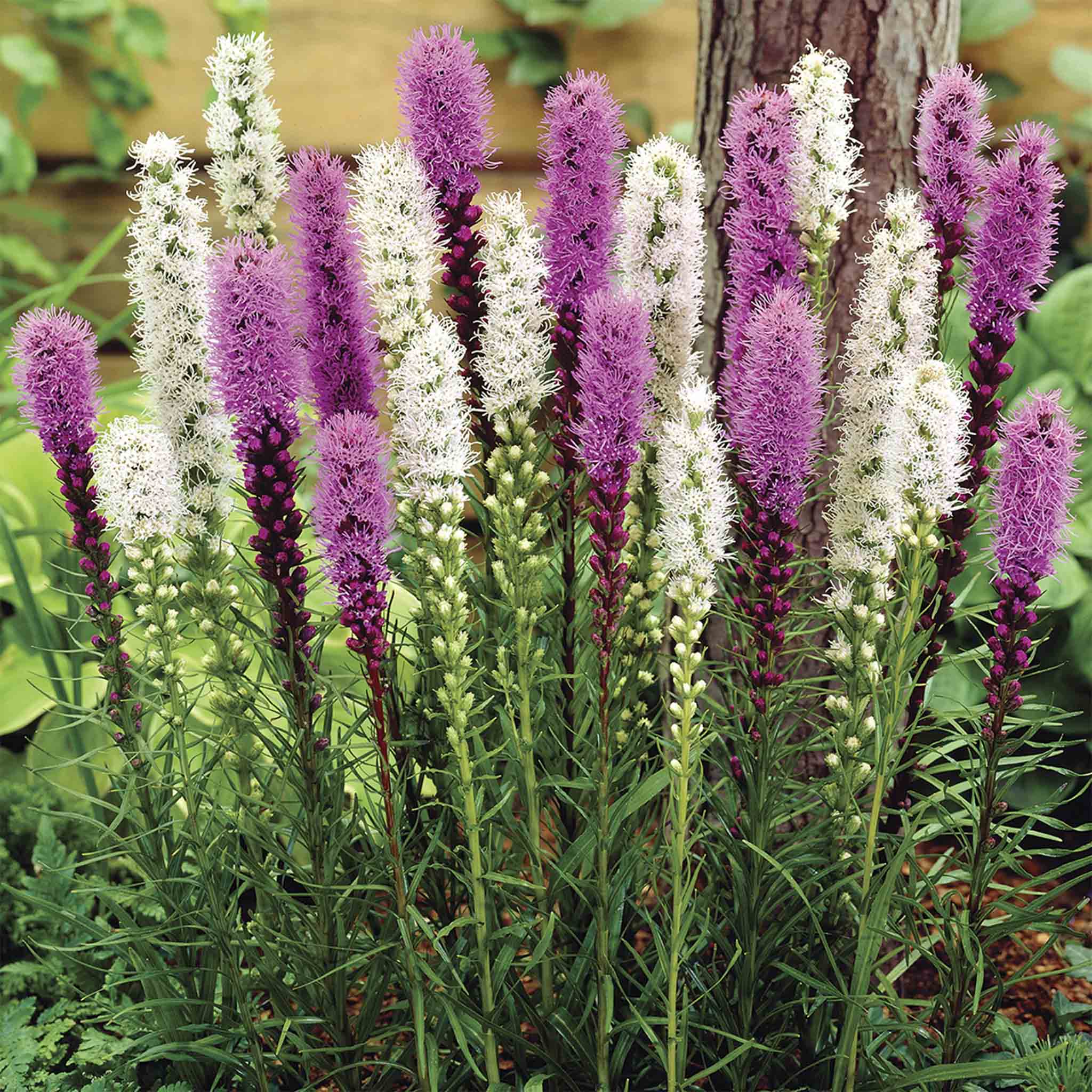 Purple and white flower spikes in a garden setting. Henderson Garden Supply