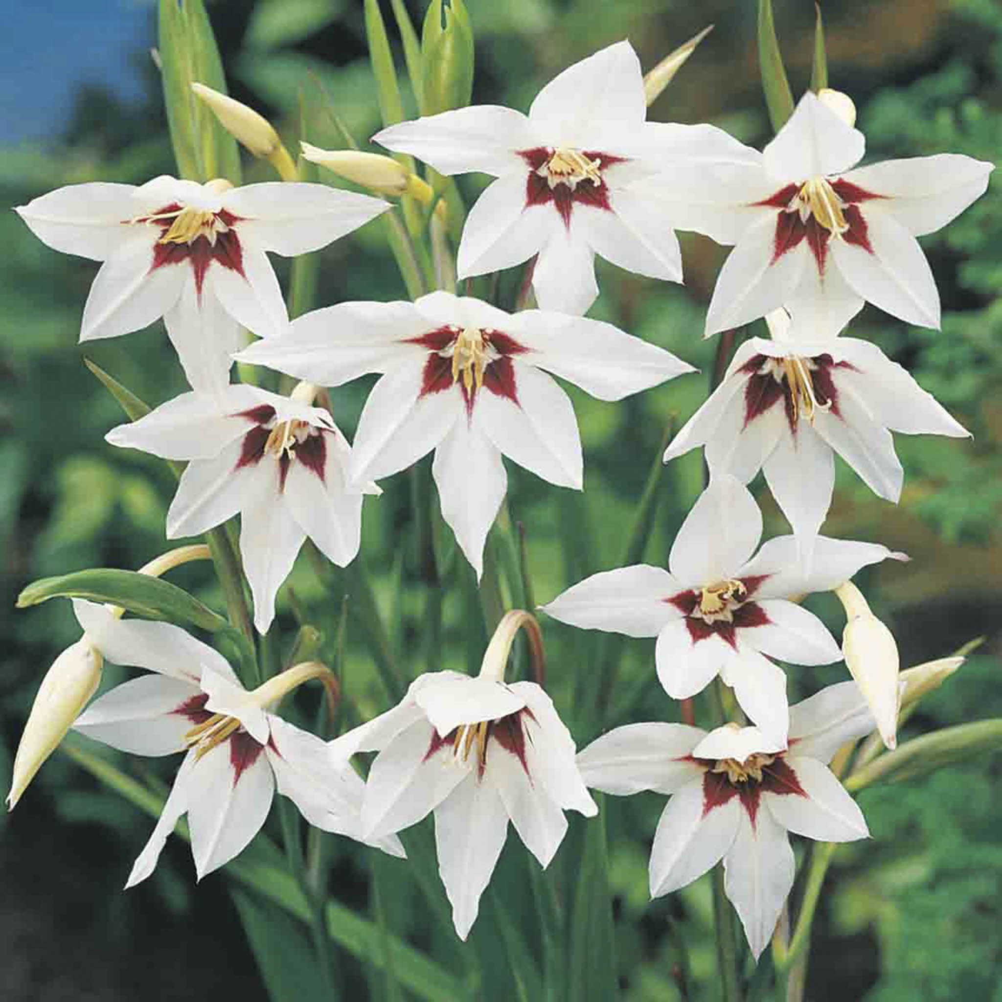 White flowers with red centers on a green background. Henderson Garden Supply