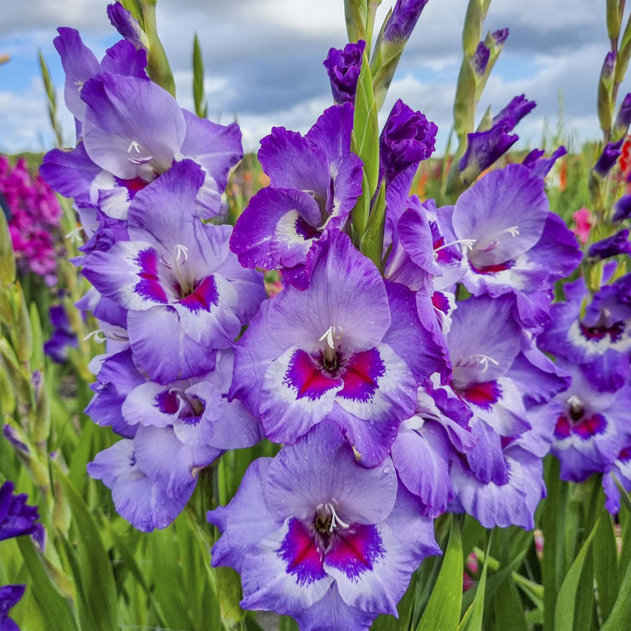 Close-up of purple gladiolus flowers with a blurred natural background. Henderson Garden Supply