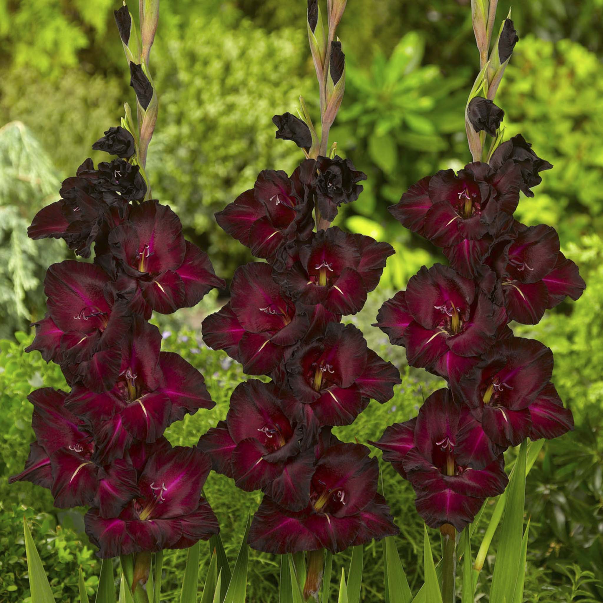 Dark purple gladiolus flowers against a green background. Henderson Garden Supply