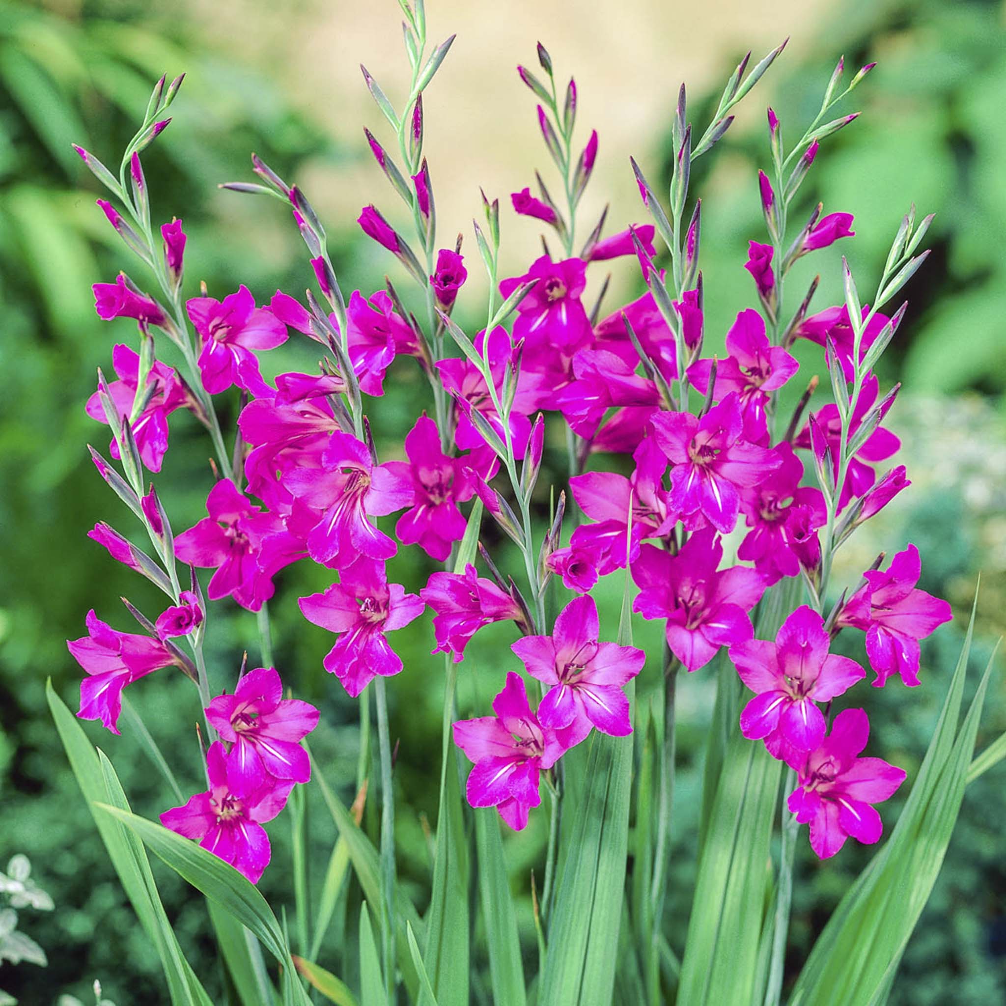 Byzantine Gladiolus Bulbs – Orchid-Like Magenta Blooms