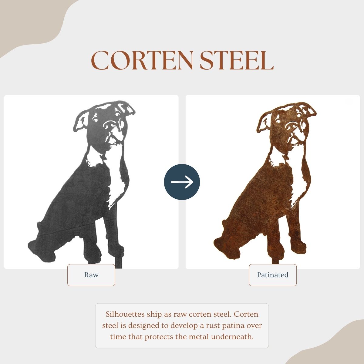 American Pit Bull Terrier