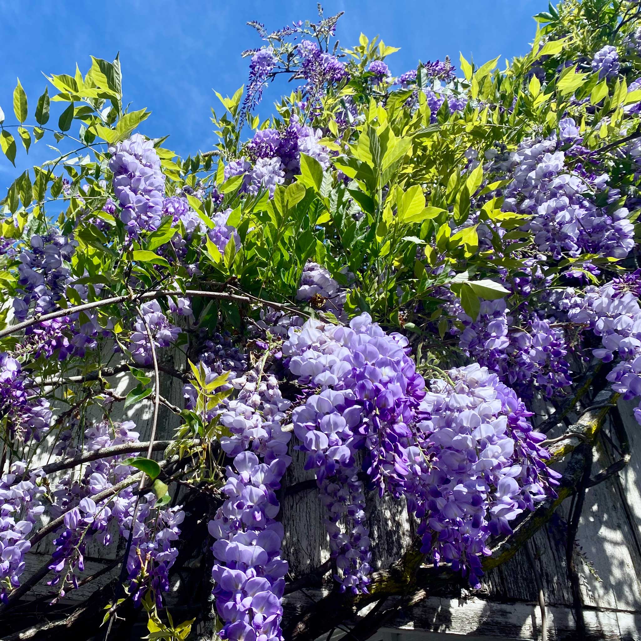 Vibrant purple wisteria flowers against a clear blue sky - Henderson Garden
