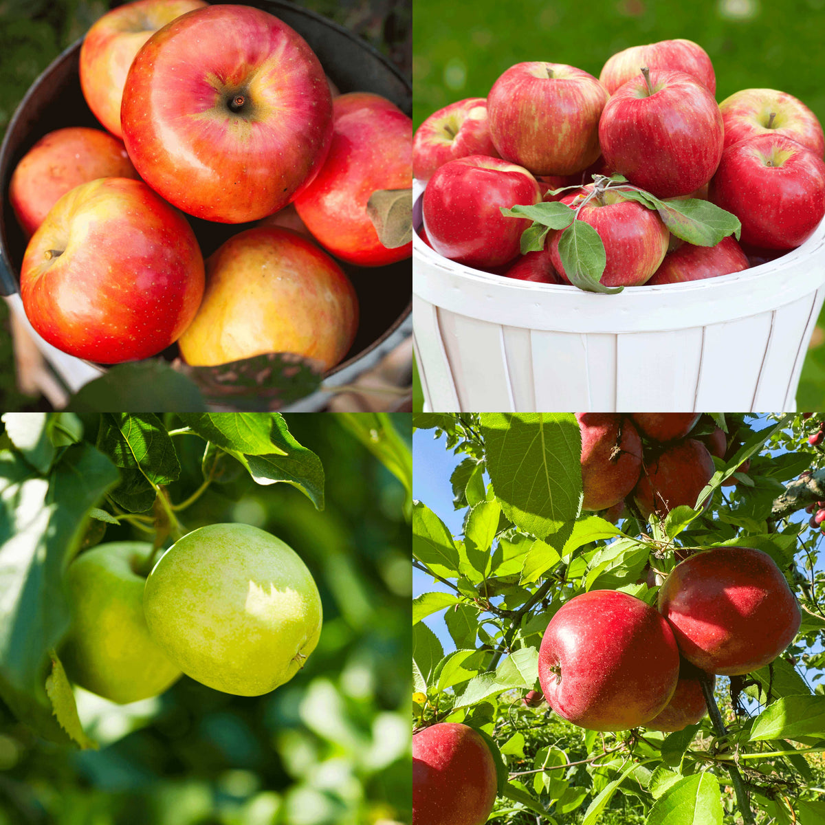 Apple Orchard Pack – Gala, Fuji, Granny Smith & Honeycrisp