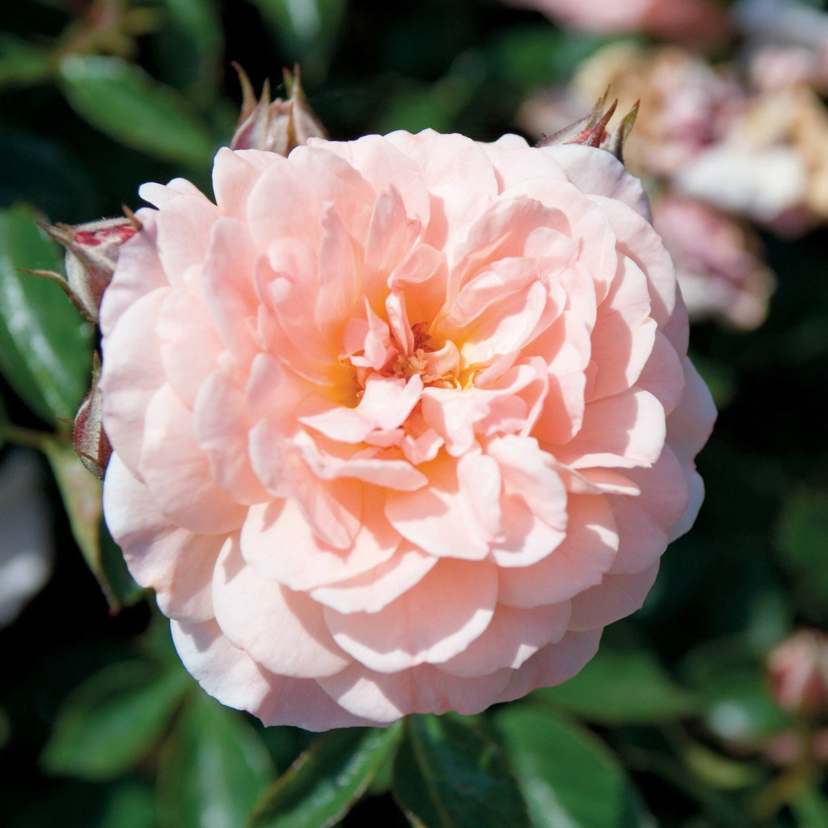 Apricot Drift® Rose – Compact Flowering Groundcover