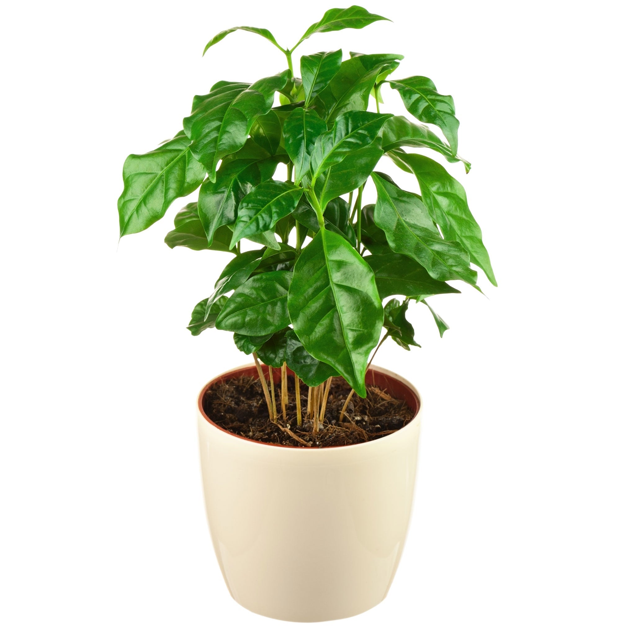 Potted plant with green leaves on a white background. Henderson Garden Supply