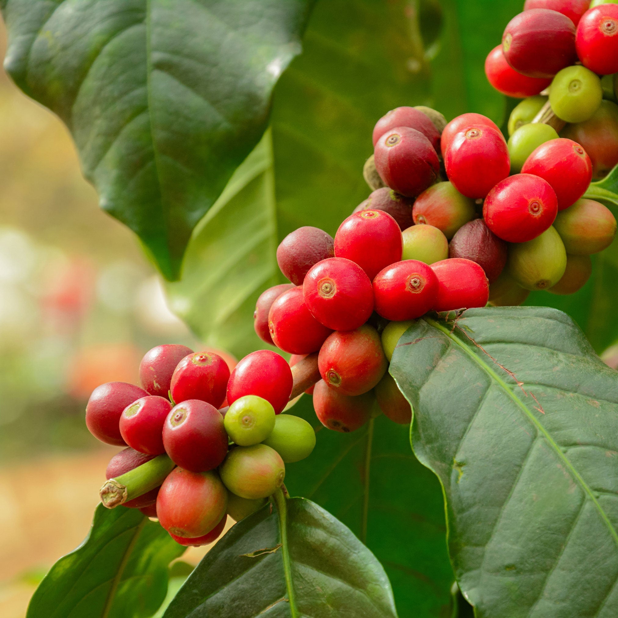 Red and green coffee berries on a branch with leaves. Henderson Garden Supply