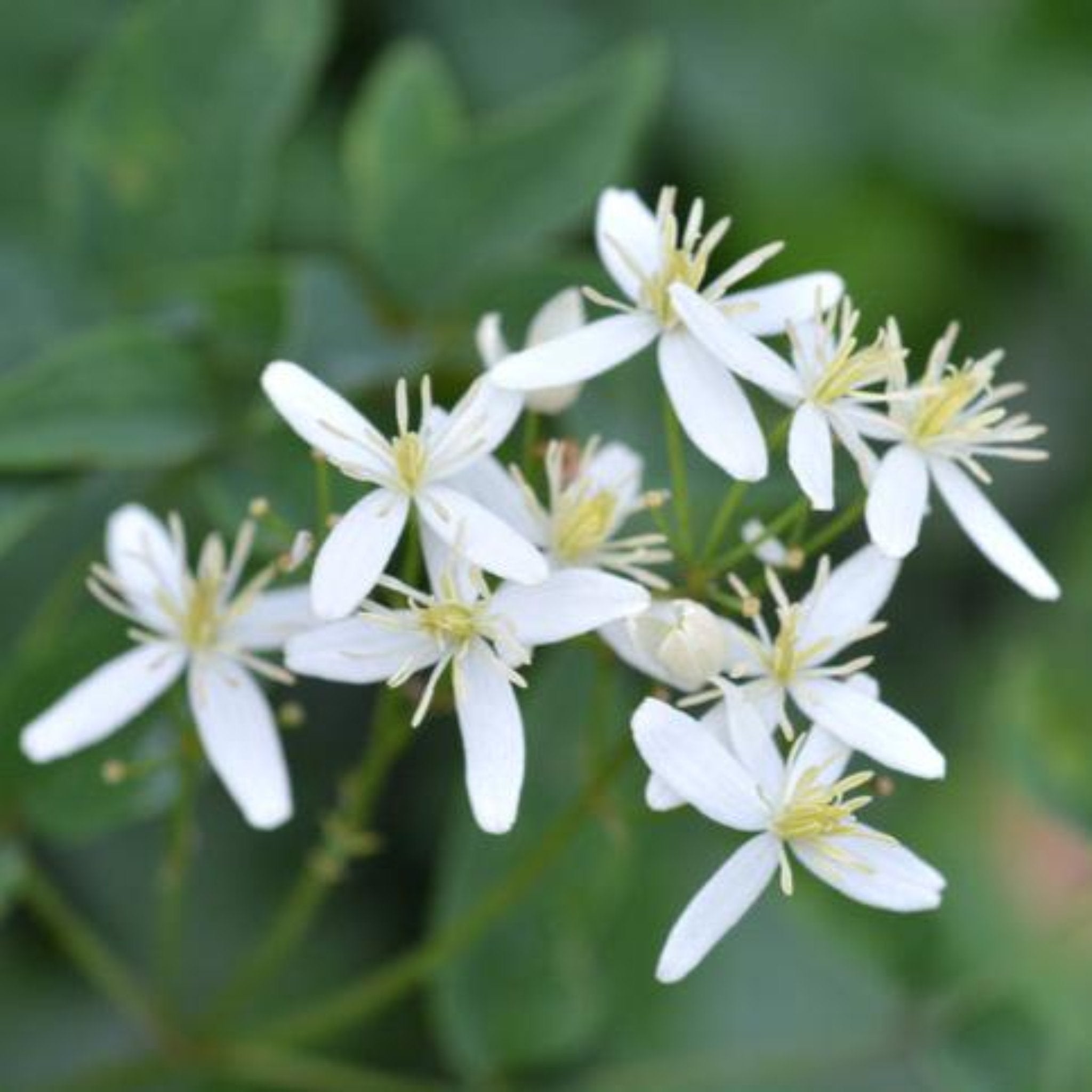 Close-up of white flowers with green leaves on a blurred green background - Clematis - Henderson Garden Supply
