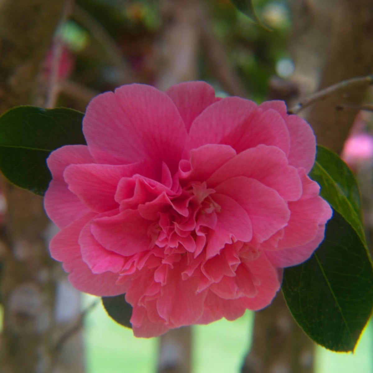 Autumn Spirit Camellia – Pink Fall-Blooming Evergreen
