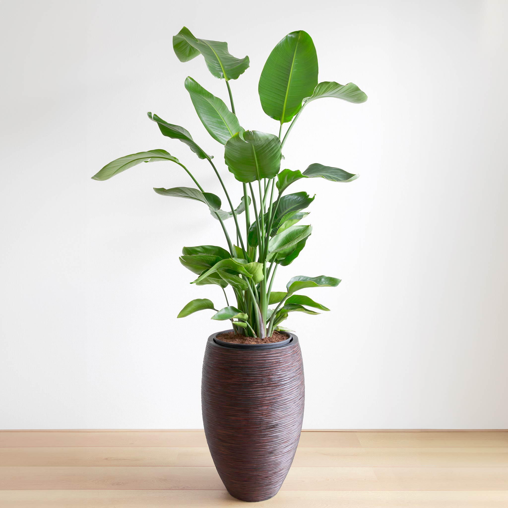 Potted plant on a wooden surface with a white background. Henderson Garden Supply