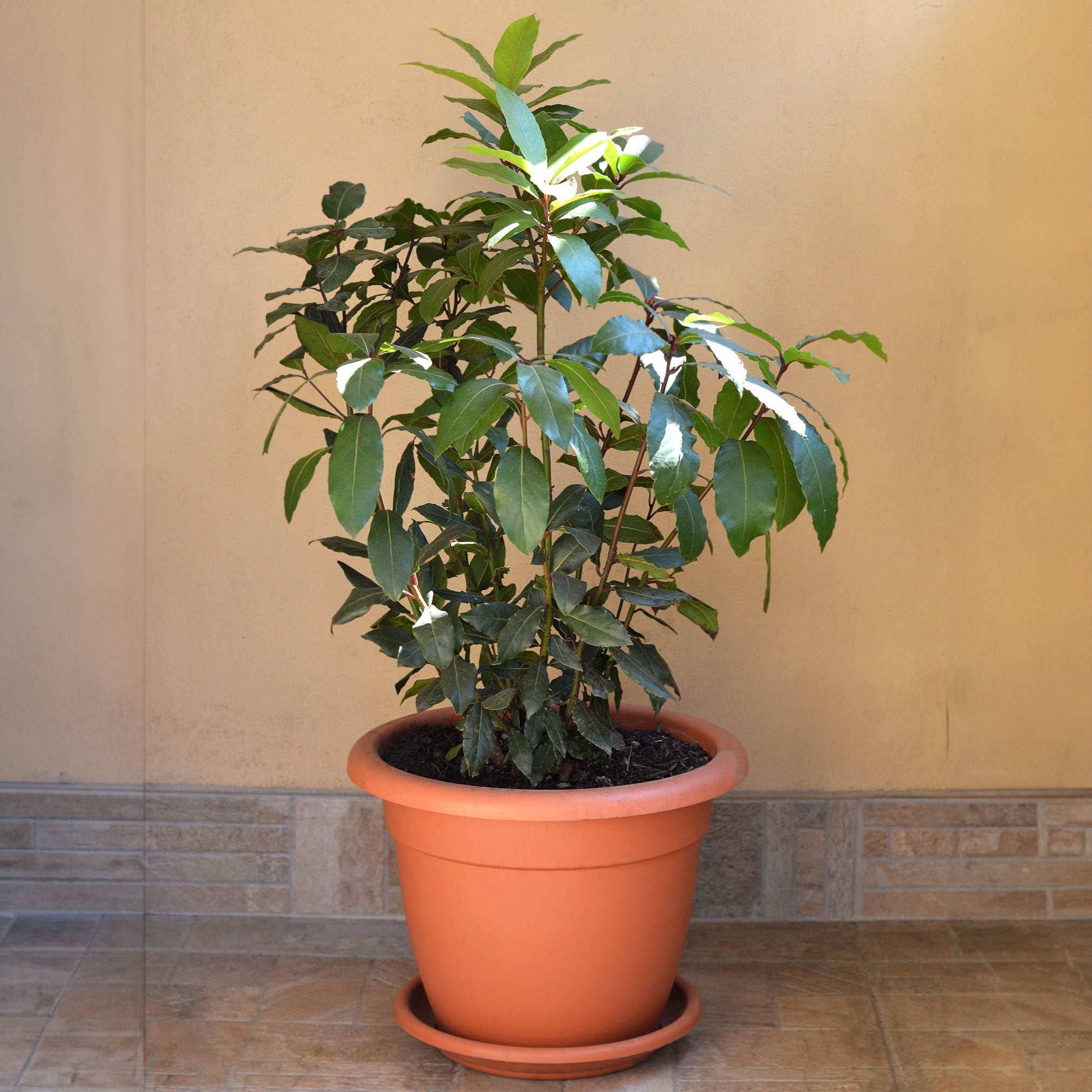 Bay Laurel Tree (Laurus nobilis) | Culinary & Ornamental Evergreen
