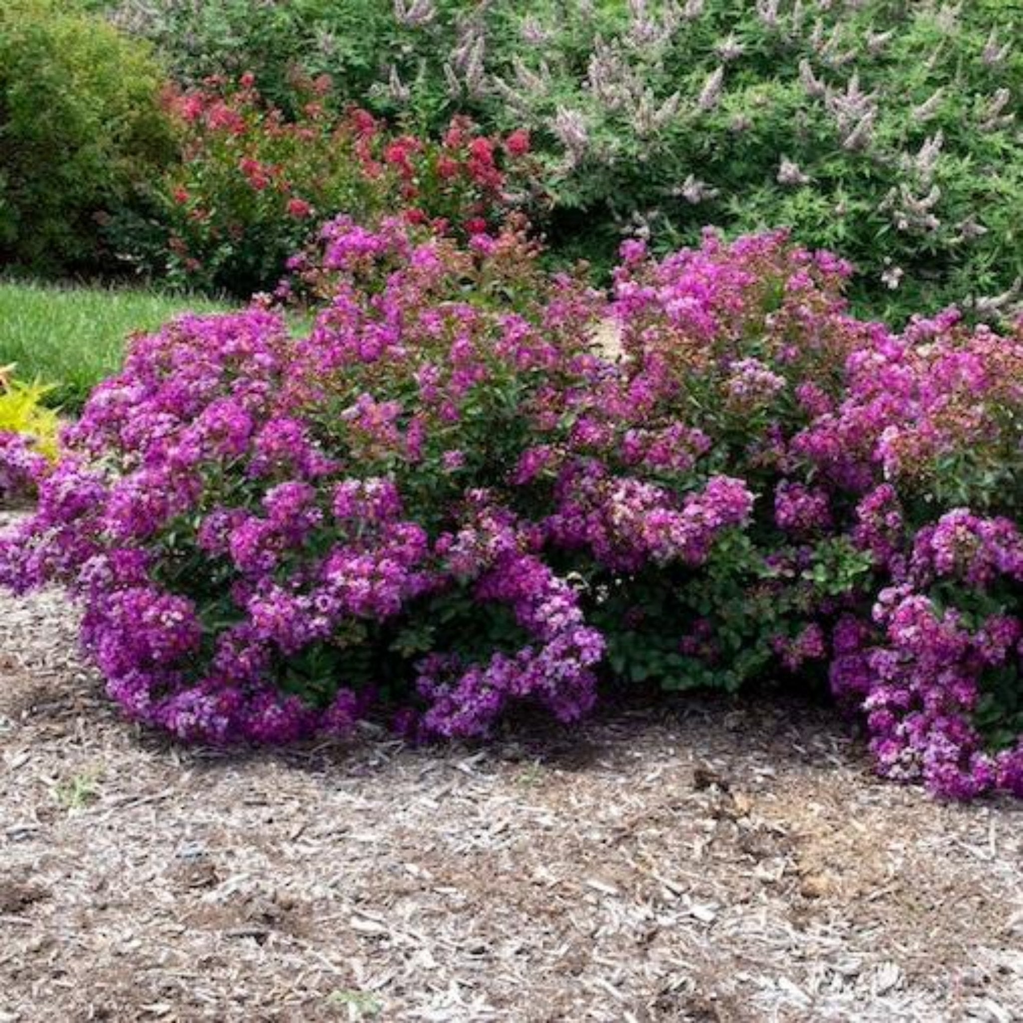 Bushes with purple flowers in a garden setting. Henderson Garden Supply
