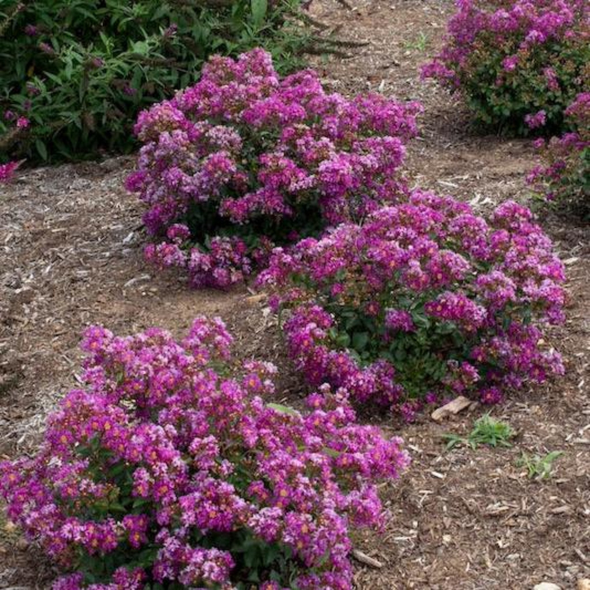 Bushes with pink flowers in a garden setting. Henderson Garden Supply