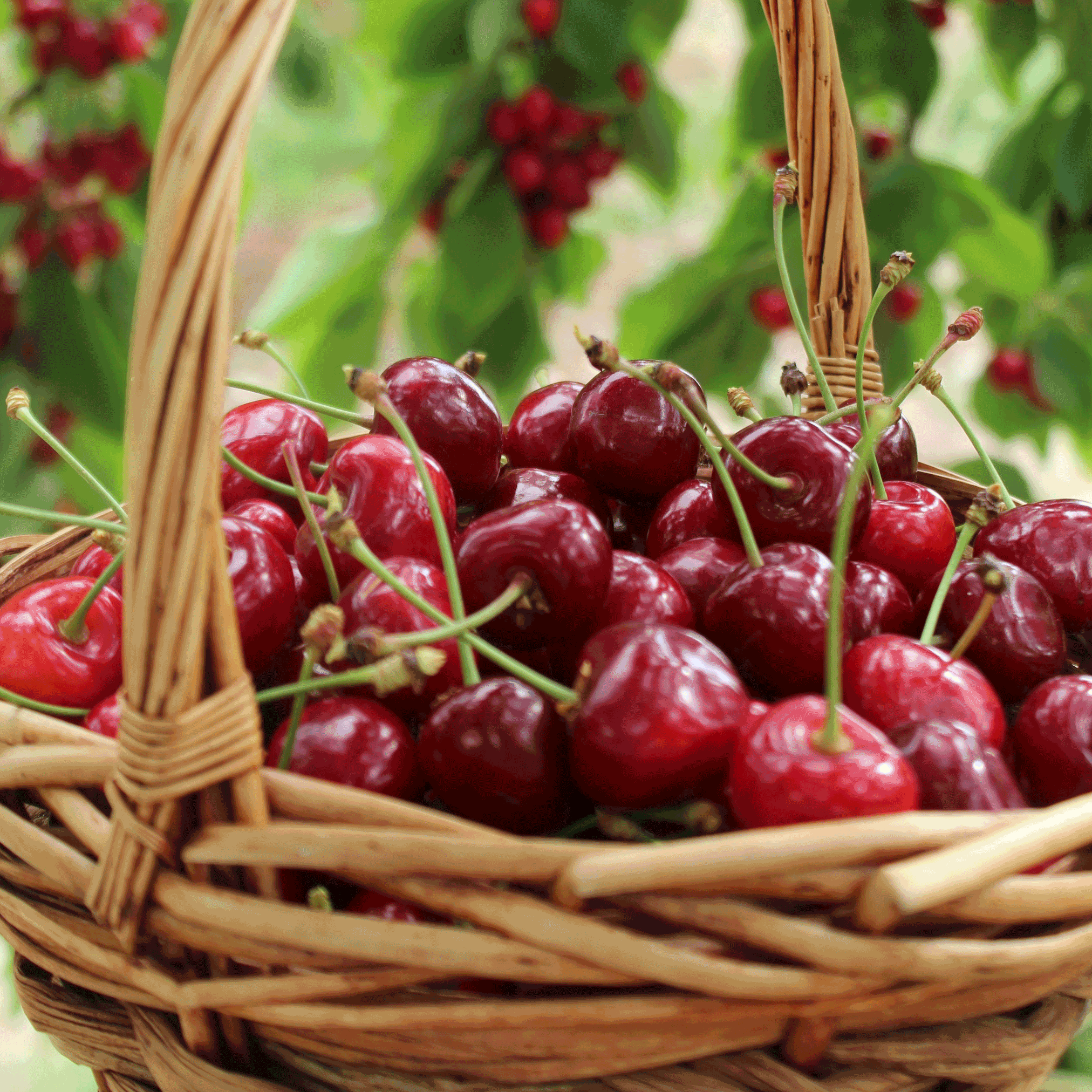 Basket of red cherries with a blurred green background. Henderson Garden Supply