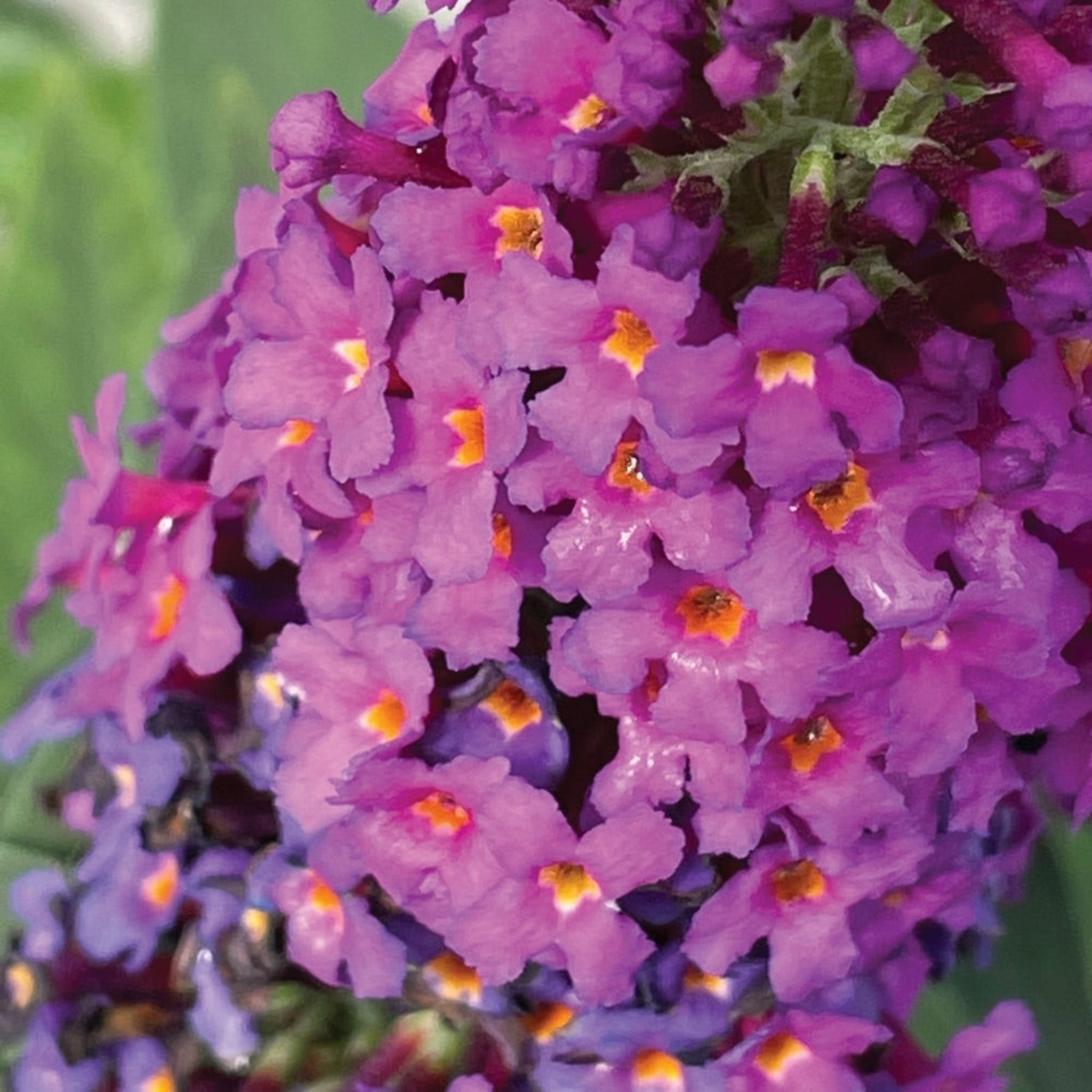 Close-up of purple flowers with yellow centers on a green background. Henderson Garden Supply