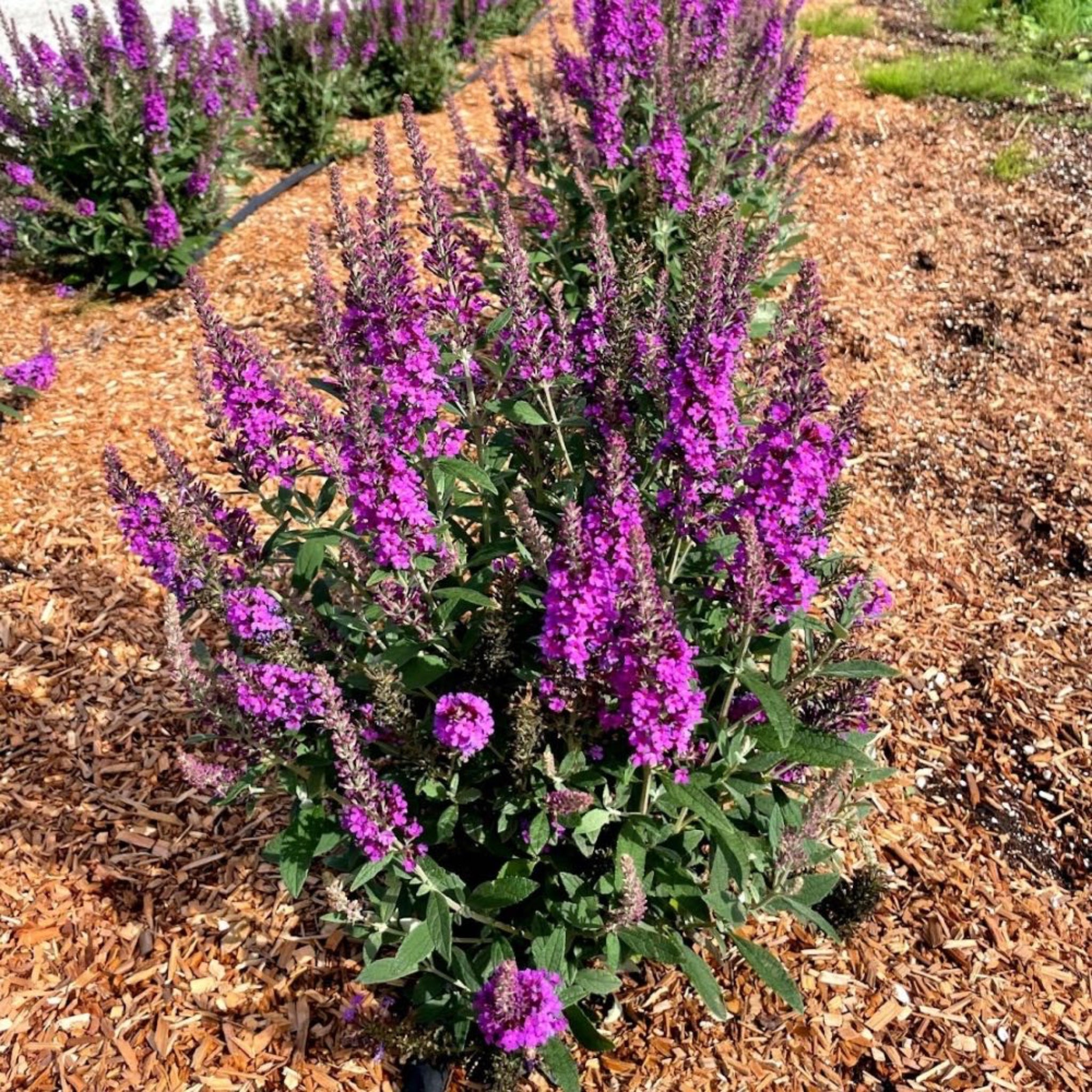 Purple flowering plant in a garden setting with mulched ground. Henderson Garden Supply