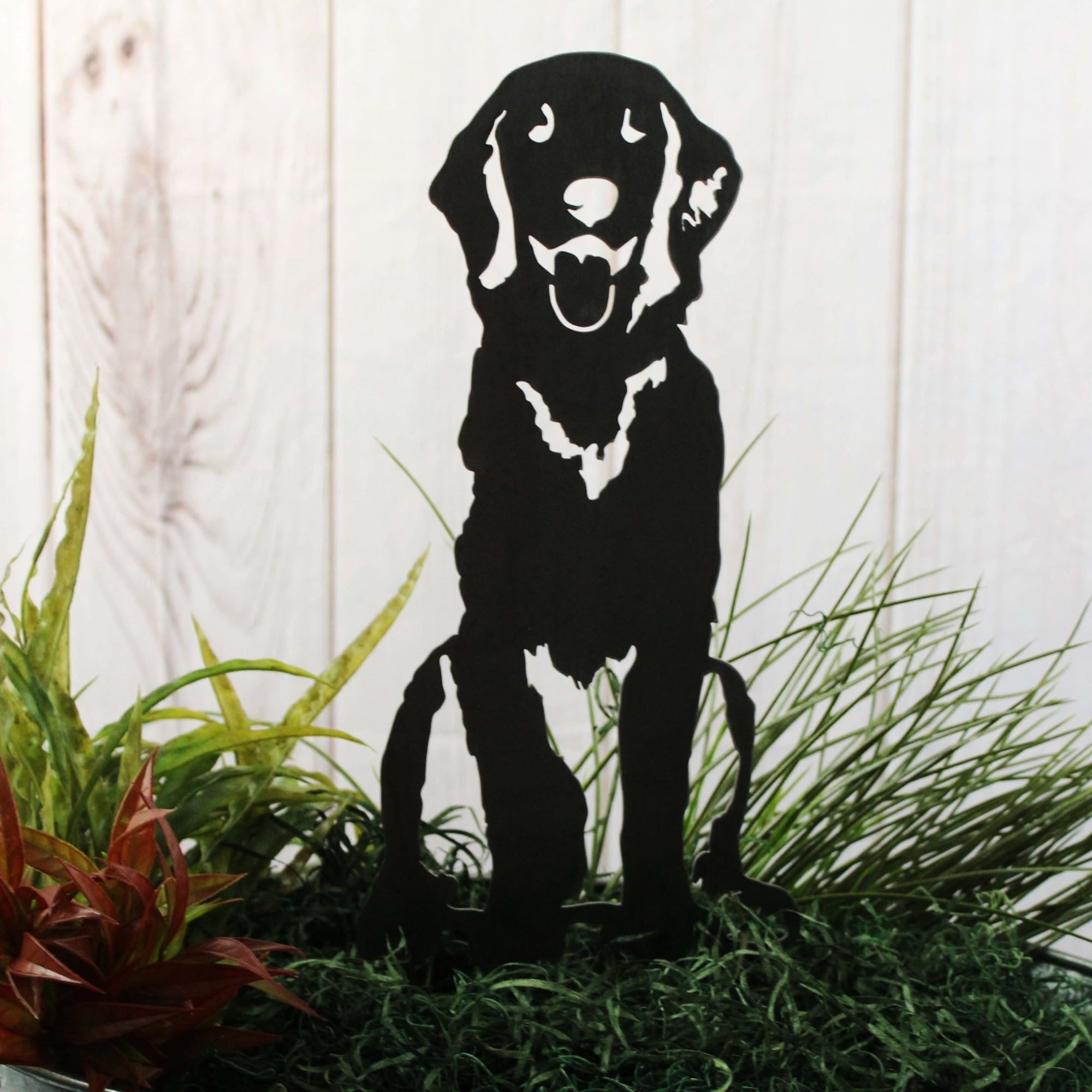 Retriever - Flat Coated