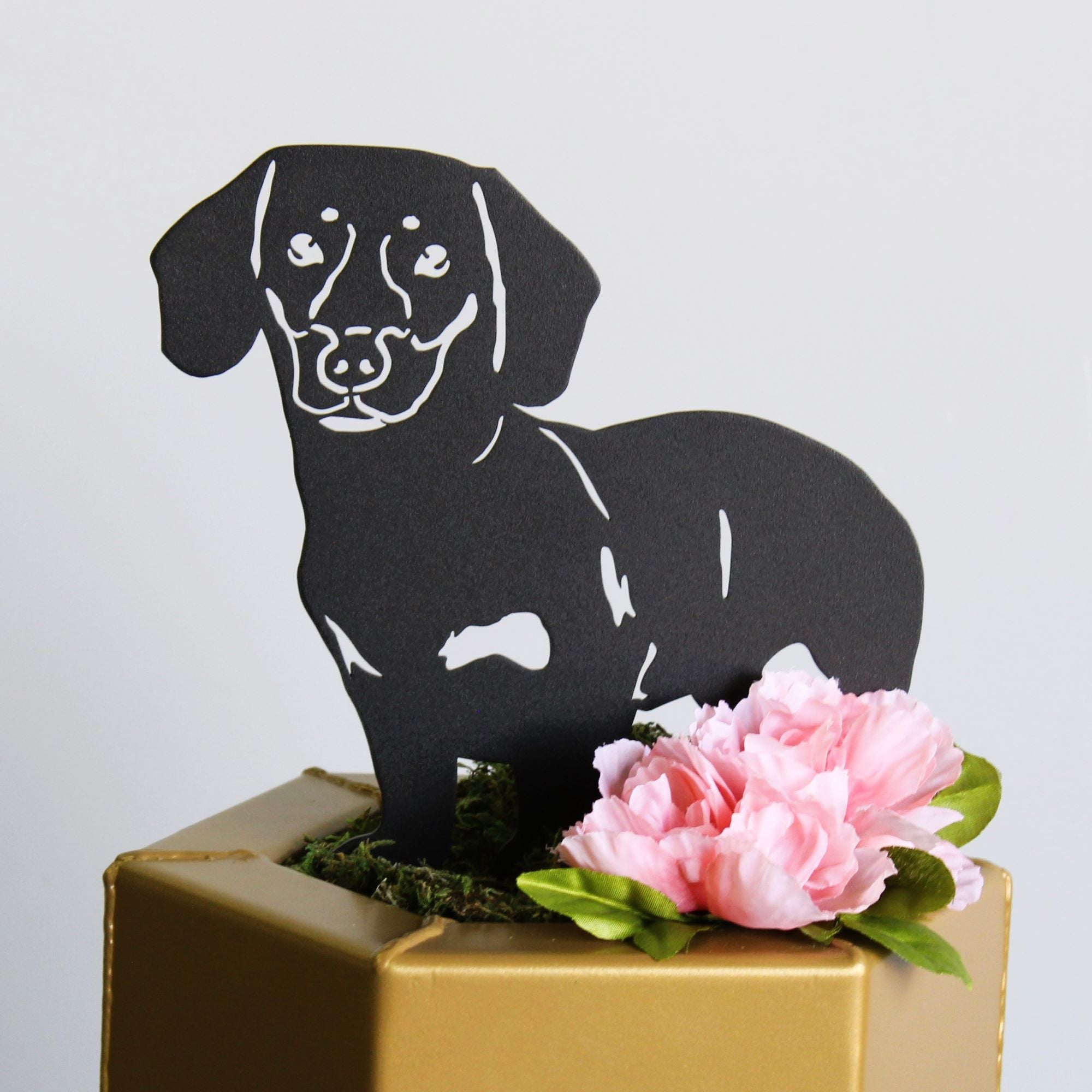 Dachshund - Shorthaired