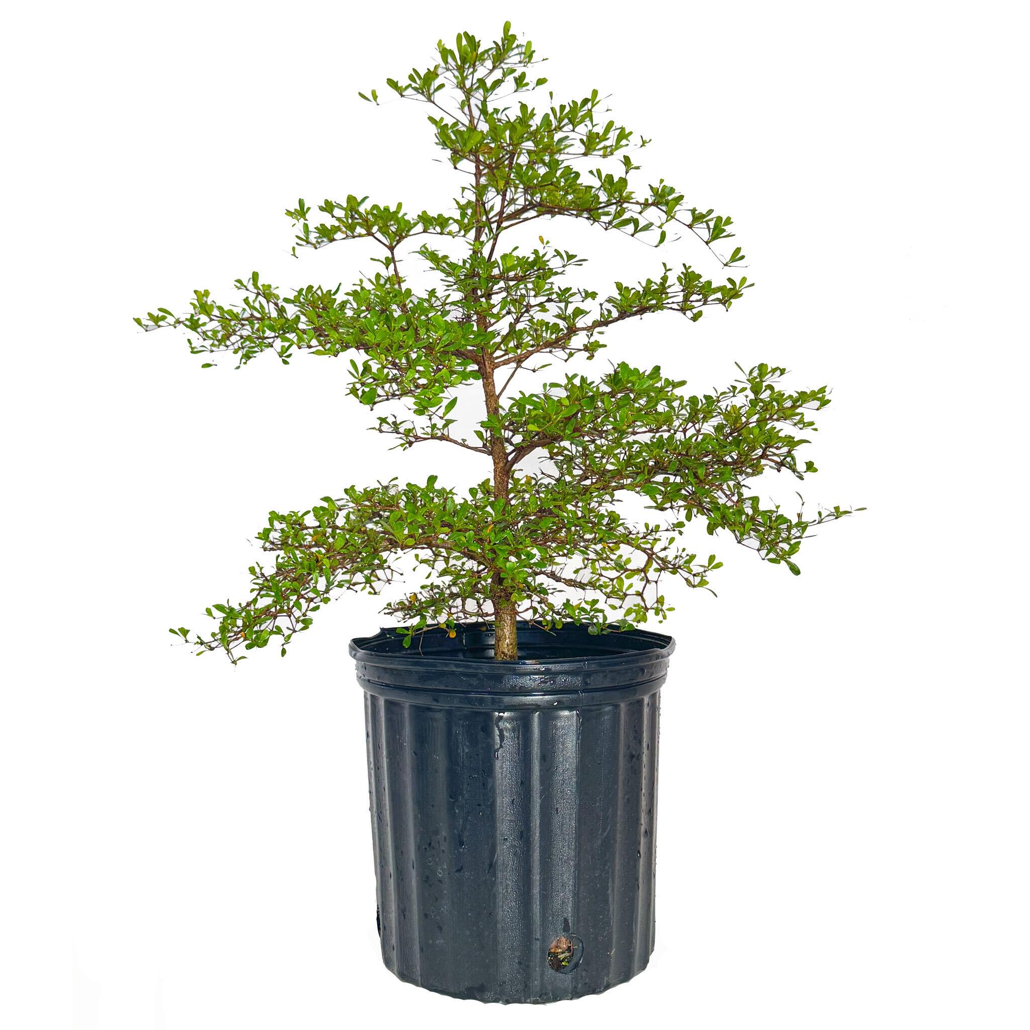 Potted tree with green leaves on a white background. Henderson Garden Supply